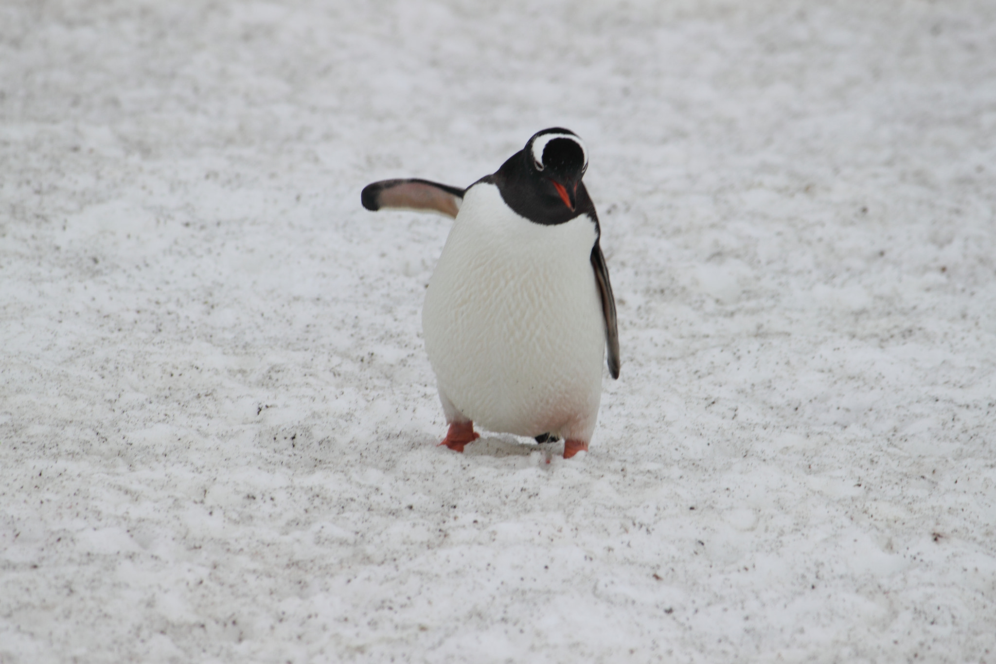 Canon EF-S 55-250mm F4-5.6 IS sample photo. Antarctica photography