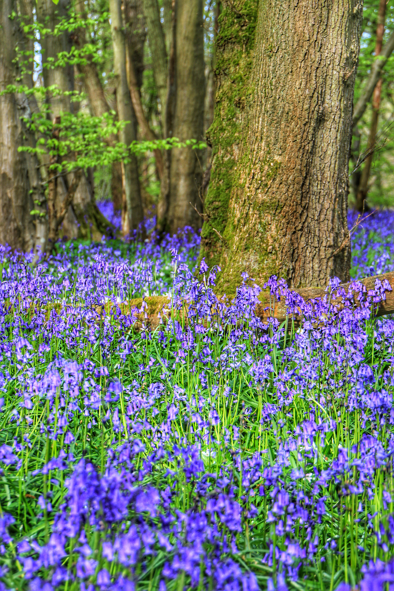 Canon EOS 7D + Canon 18-270mm sample photo. Bluebells in the woods bilsington photography