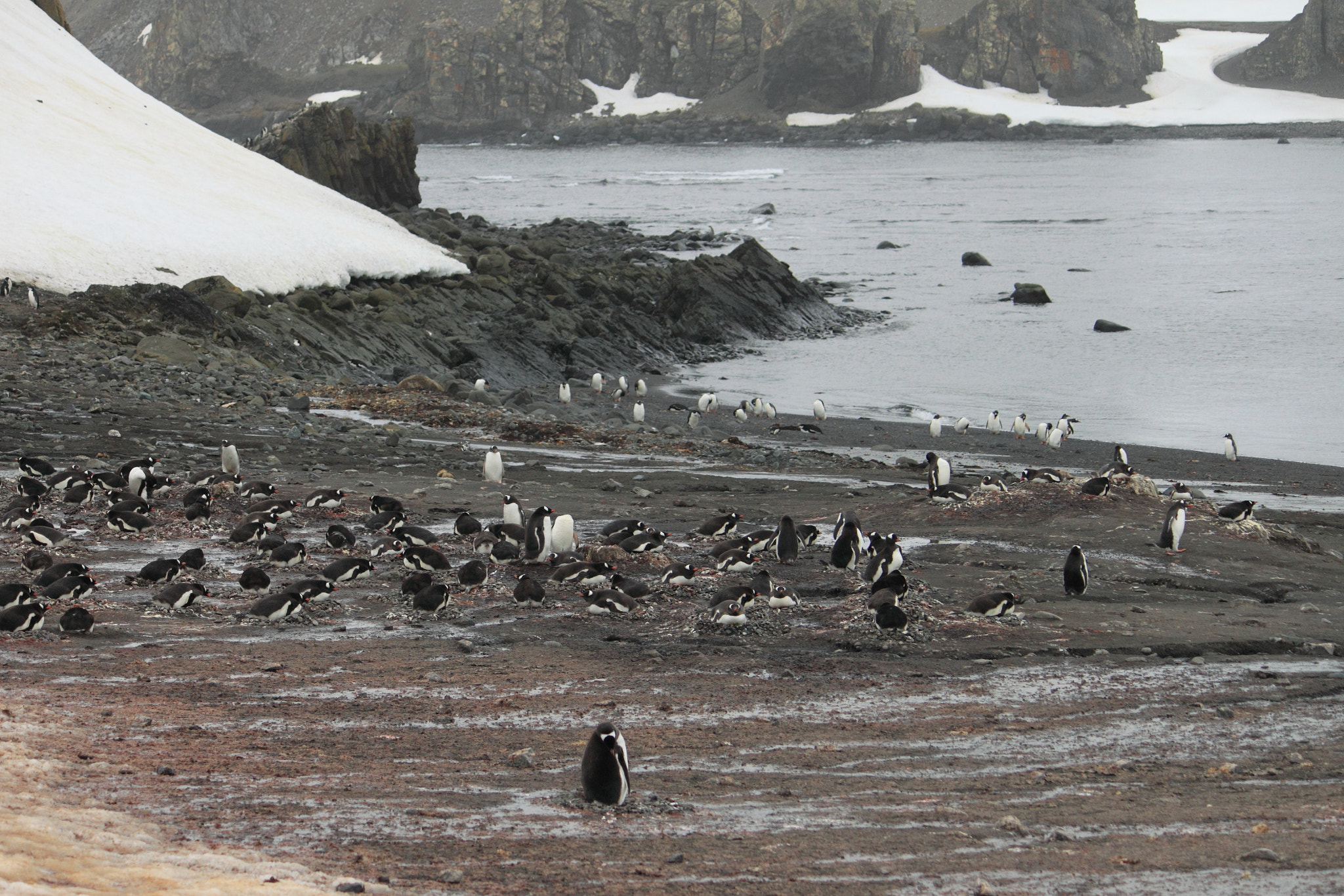 Canon EF-S 55-250mm F4-5.6 IS sample photo. Antarctica photography