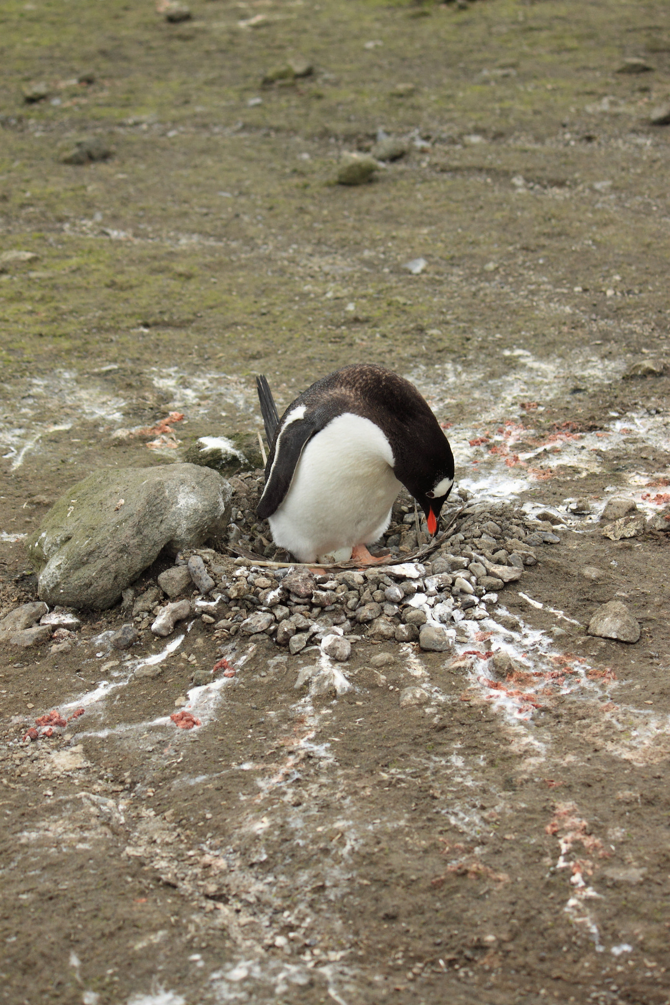 Canon EF-S 55-250mm F4-5.6 IS sample photo. Antarctica photography