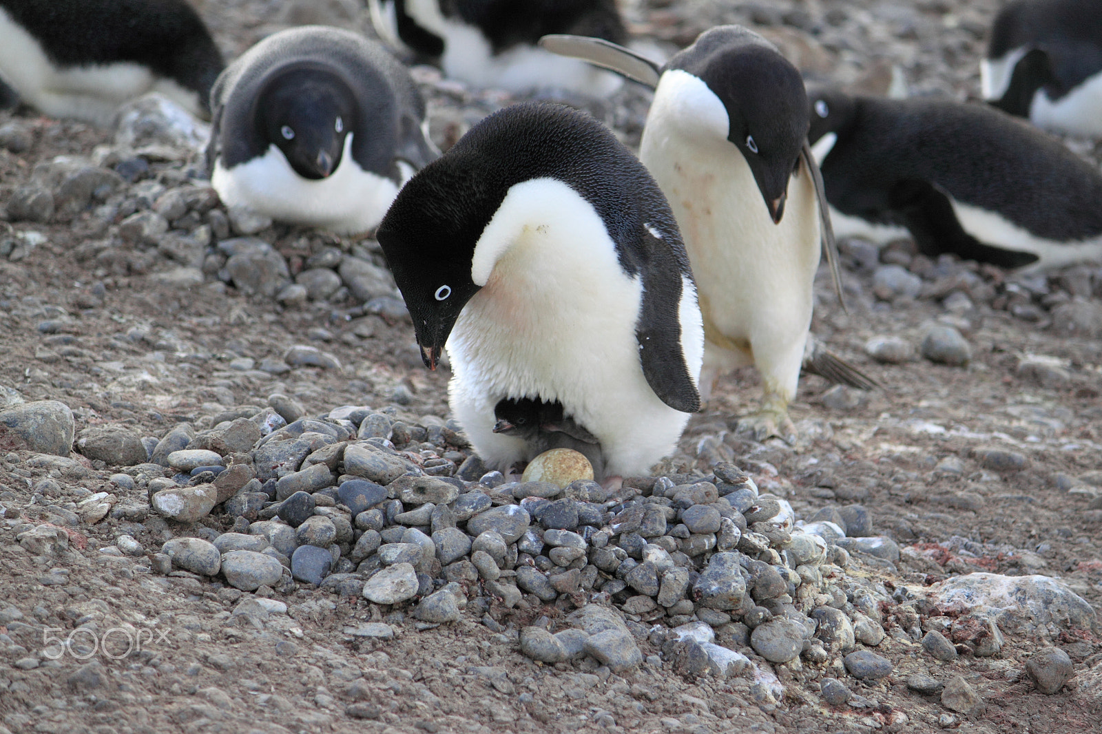Canon EF-S 55-250mm F4-5.6 IS sample photo. Antarctica photography
