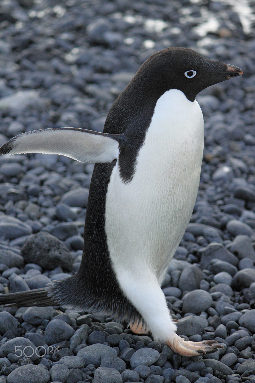 Canon EF-S 55-250mm F4-5.6 IS sample photo. Antarctica photography