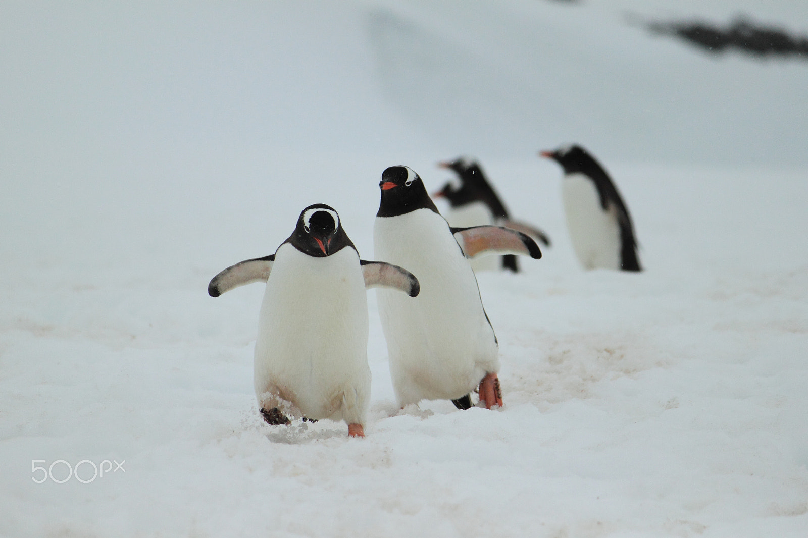 Canon EF-S 55-250mm F4-5.6 IS sample photo. Antarctica photography