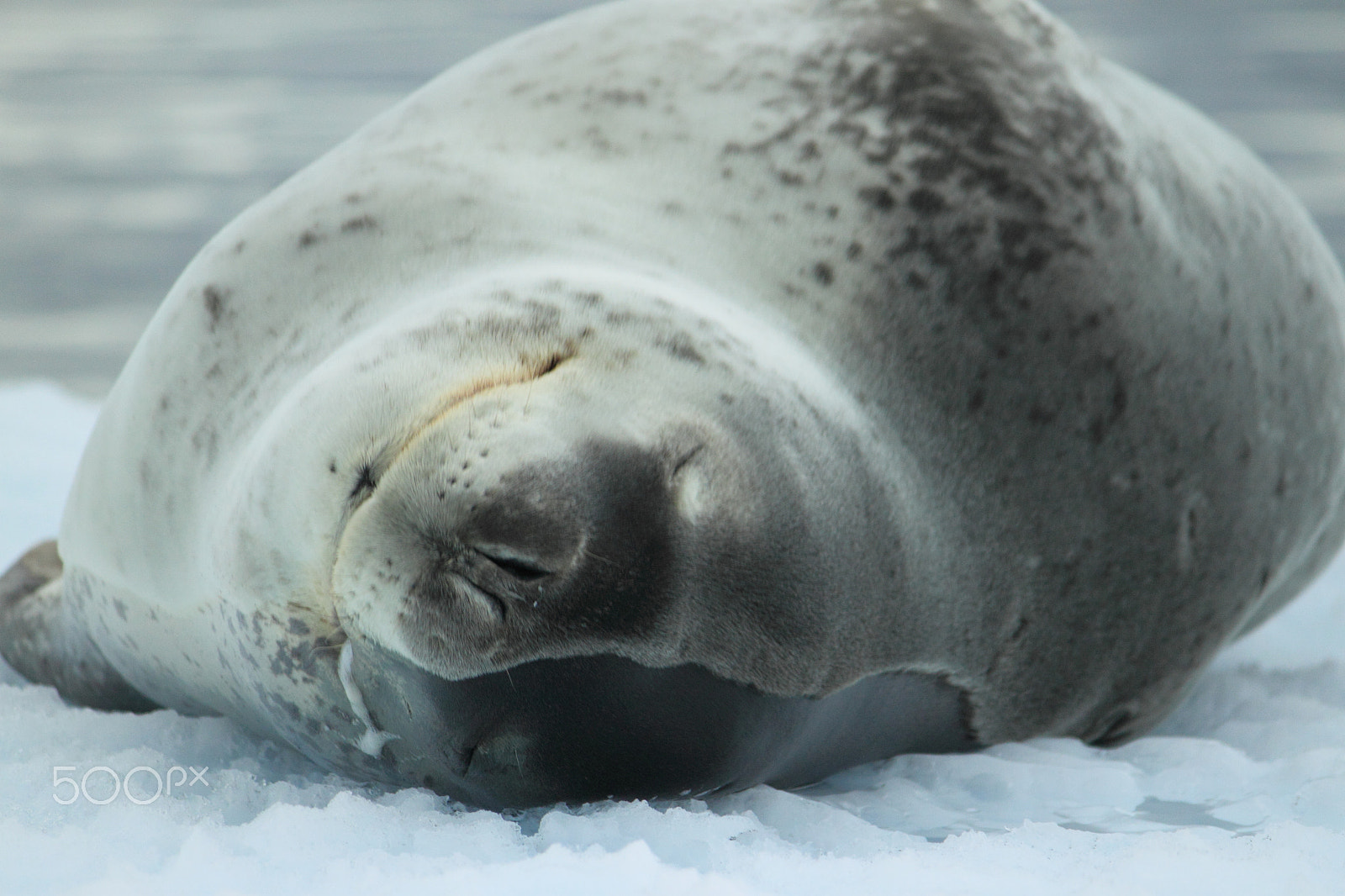 Canon EF-S 55-250mm F4-5.6 IS sample photo. Antarctica photography