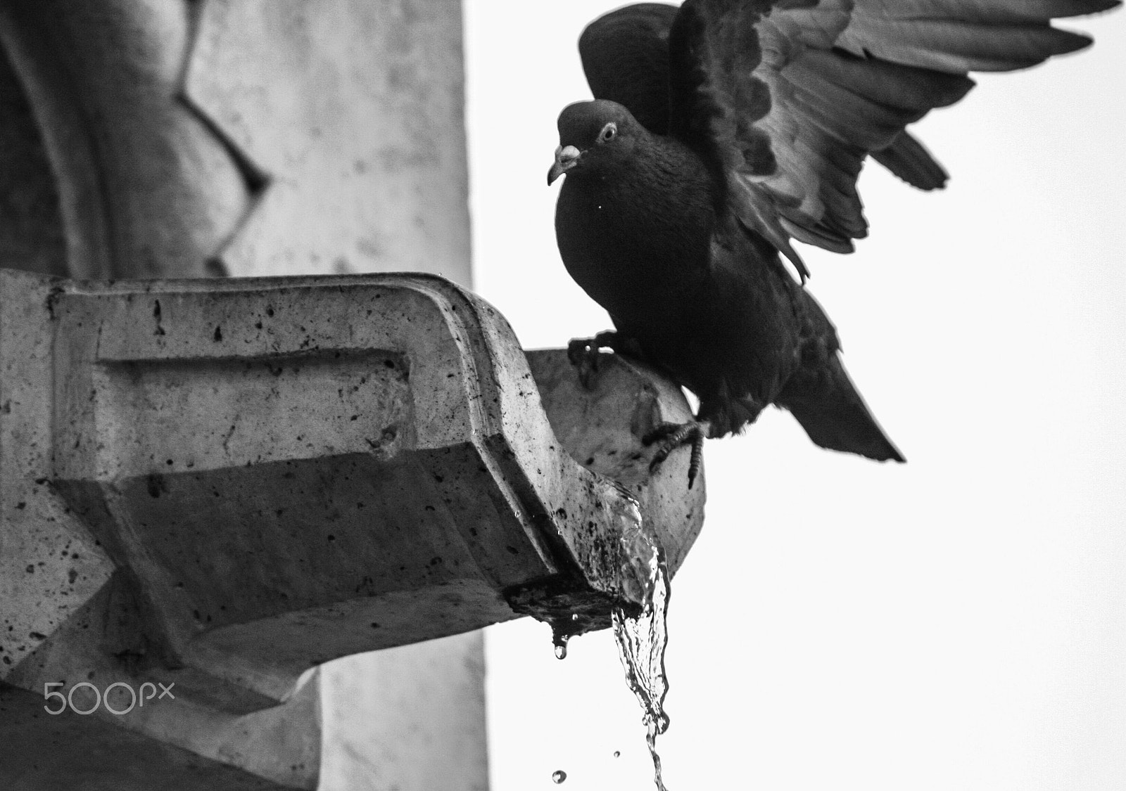 Canon EF 35-70mm f/3.5-4.5 sample photo. Dove photography