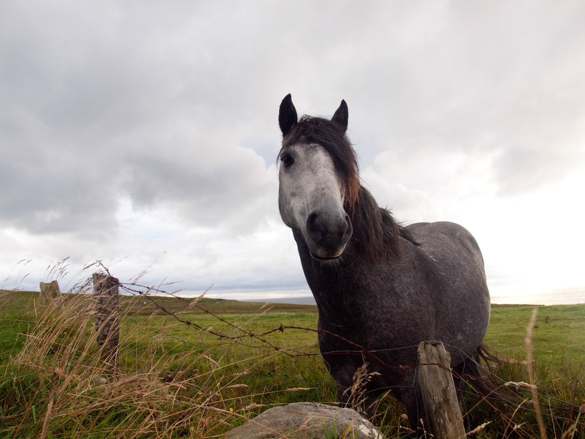 Olympus E-30 + Olympus Zuiko Digital 14-54mm F2.8-3.5 II sample photo. Horse in mullaghmore photography