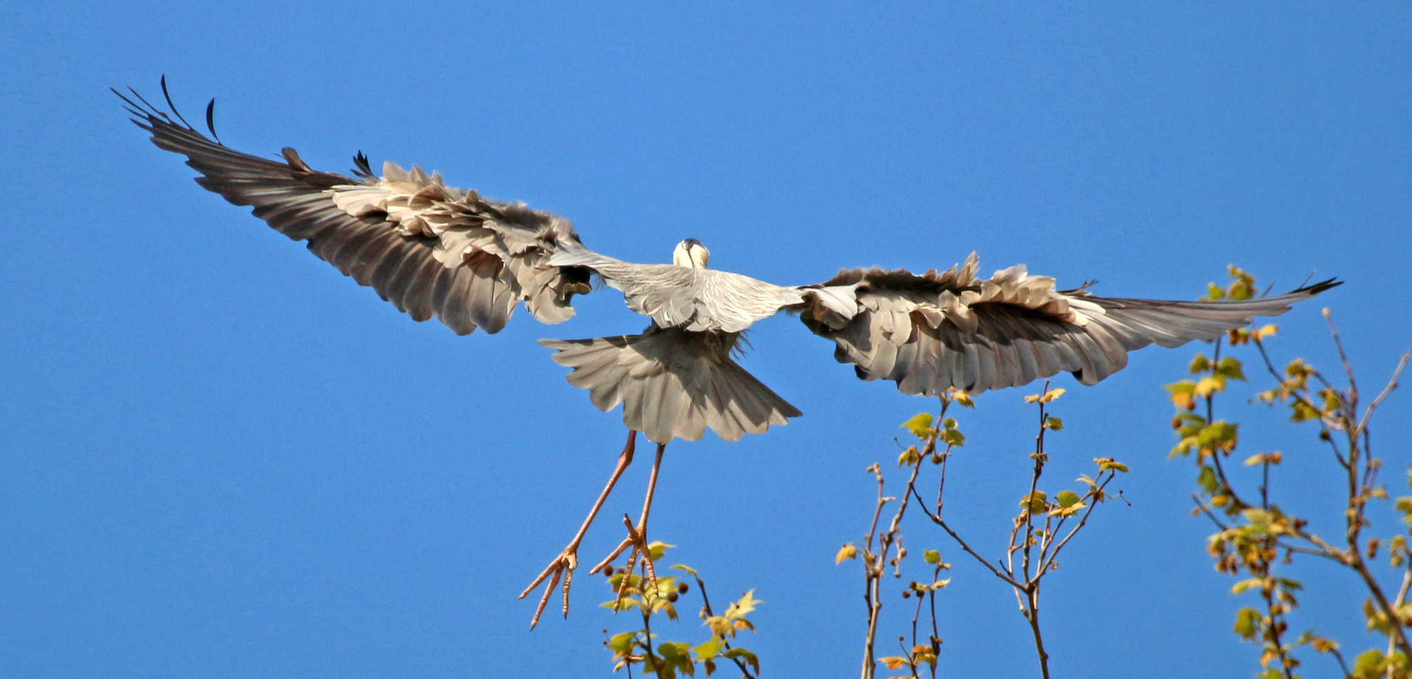 Canon EF 100-400mm F4.5-5.6L IS USM sample photo. Garza real photography