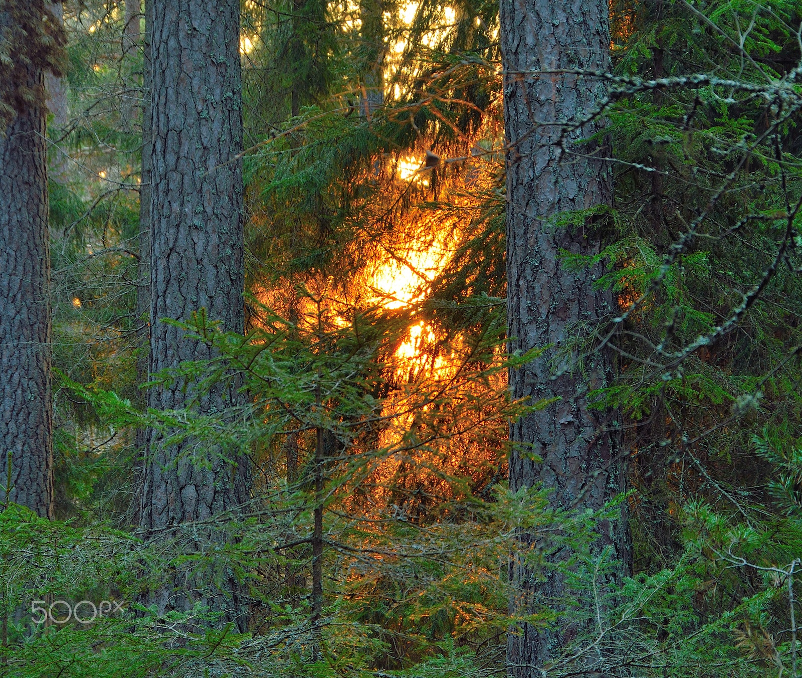 Sigma 18-200mm F3.5-6.3 DC OS HSM sample photo. Sunset in the forest photography