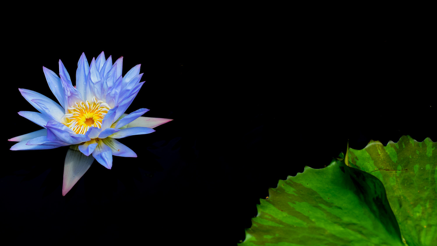 Nikon D5300 + Nikon AF Nikkor 50mm F1.4D sample photo. Longwood gardens // kennett square pa photography