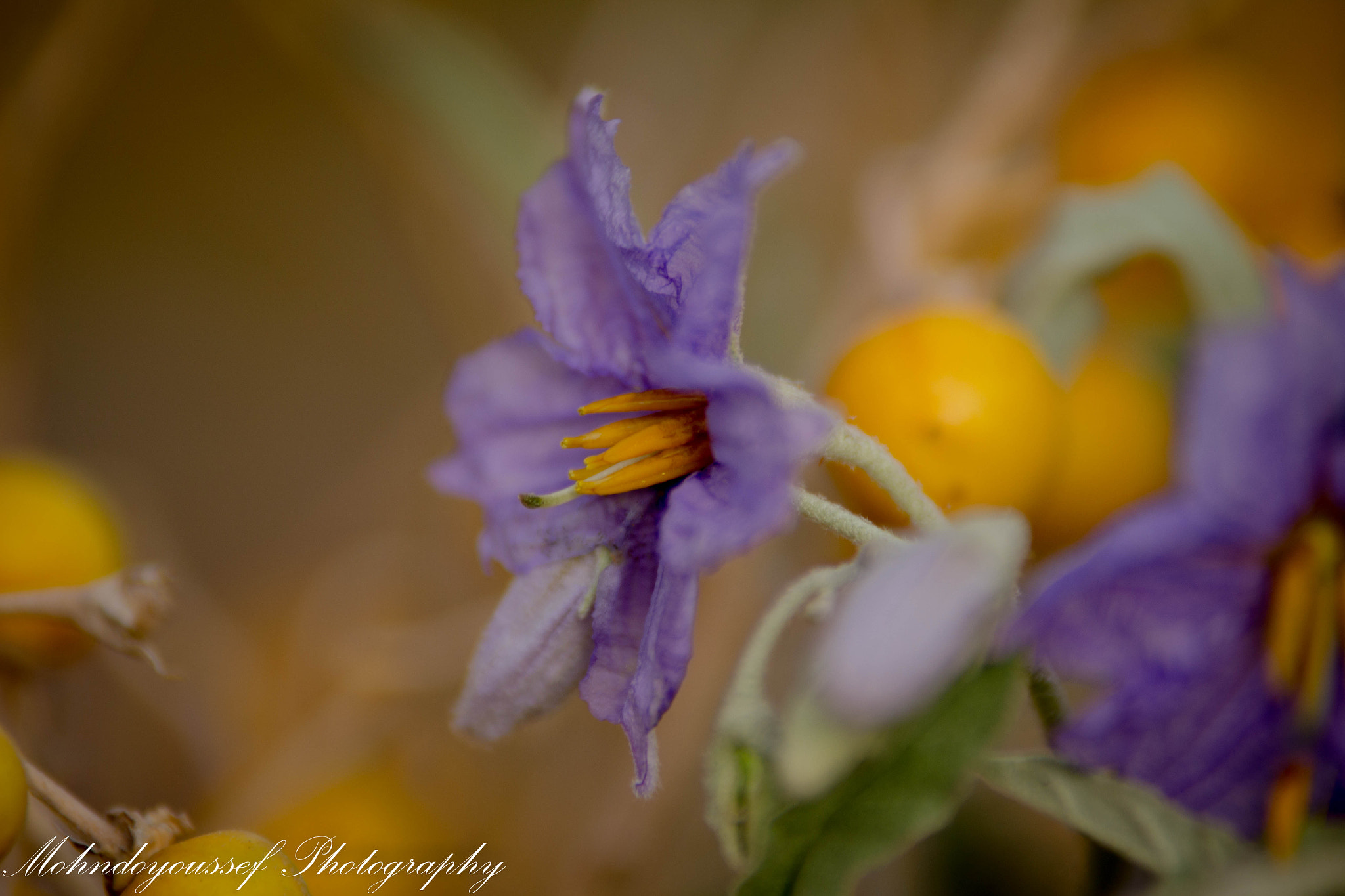 Tamron SP AF 70-200mm F2.8 Di LD (IF) MACRO sample photo. Aldjig photography