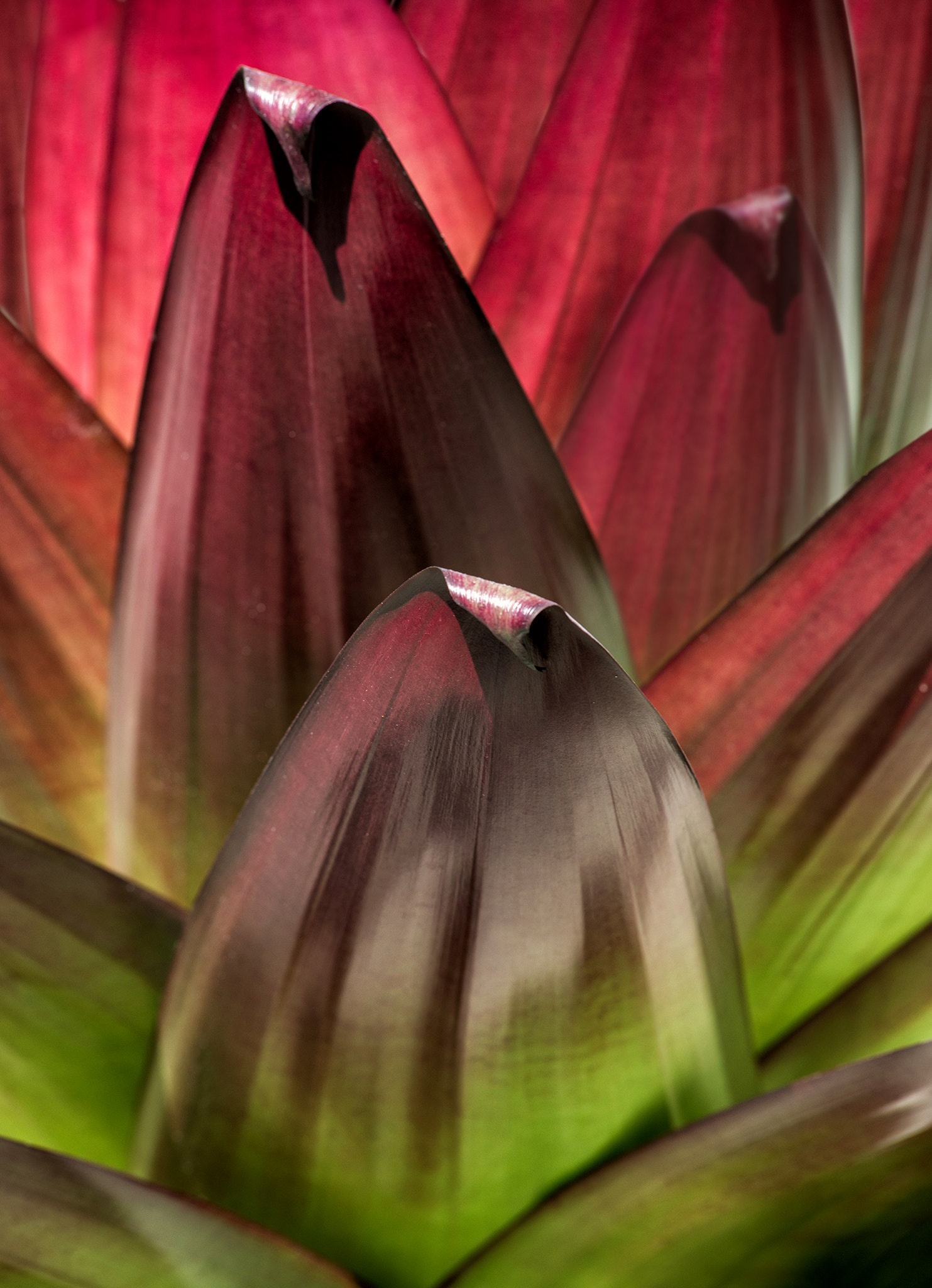 Nikon AF-Nikkor 80-200mm F2.8D ED sample photo. Planta bicolor photography