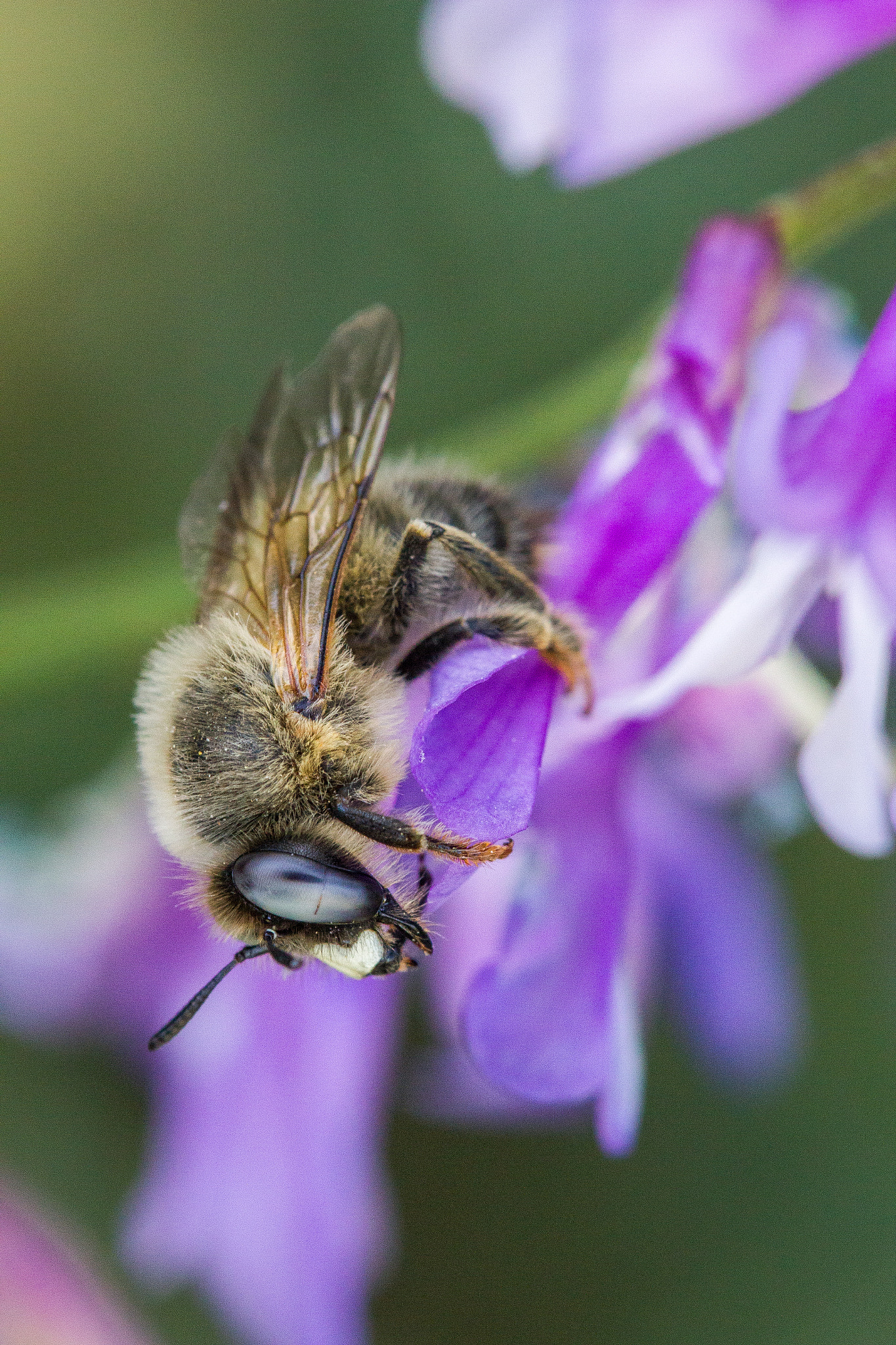 Canon EF 100mm F2.8L Macro IS USM sample photo. Laughing photography