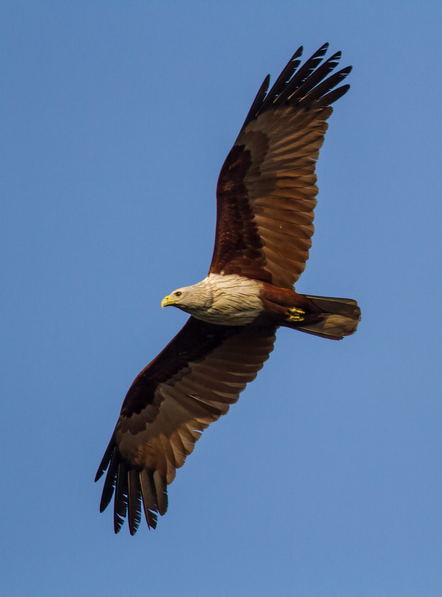 Canon EF 500mm F4L IS II USM sample photo. Brahminy kite soaring photography