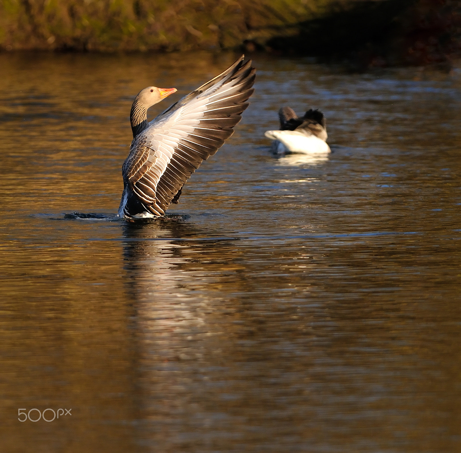 Nikon D300S + Nikon AF-S Nikkor 400mm F2.8G ED VR II sample photo. Wild goose photography