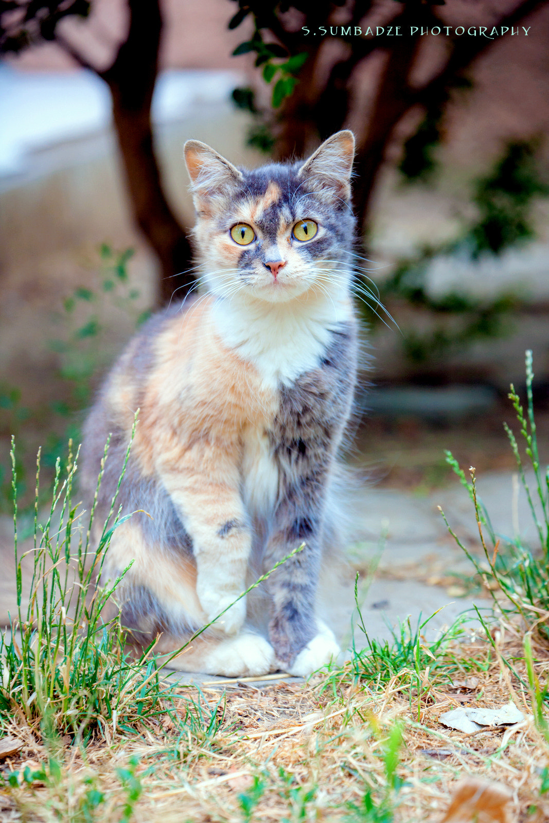 Canon EOS-1Ds Mark III sample photo. Cat. photography
