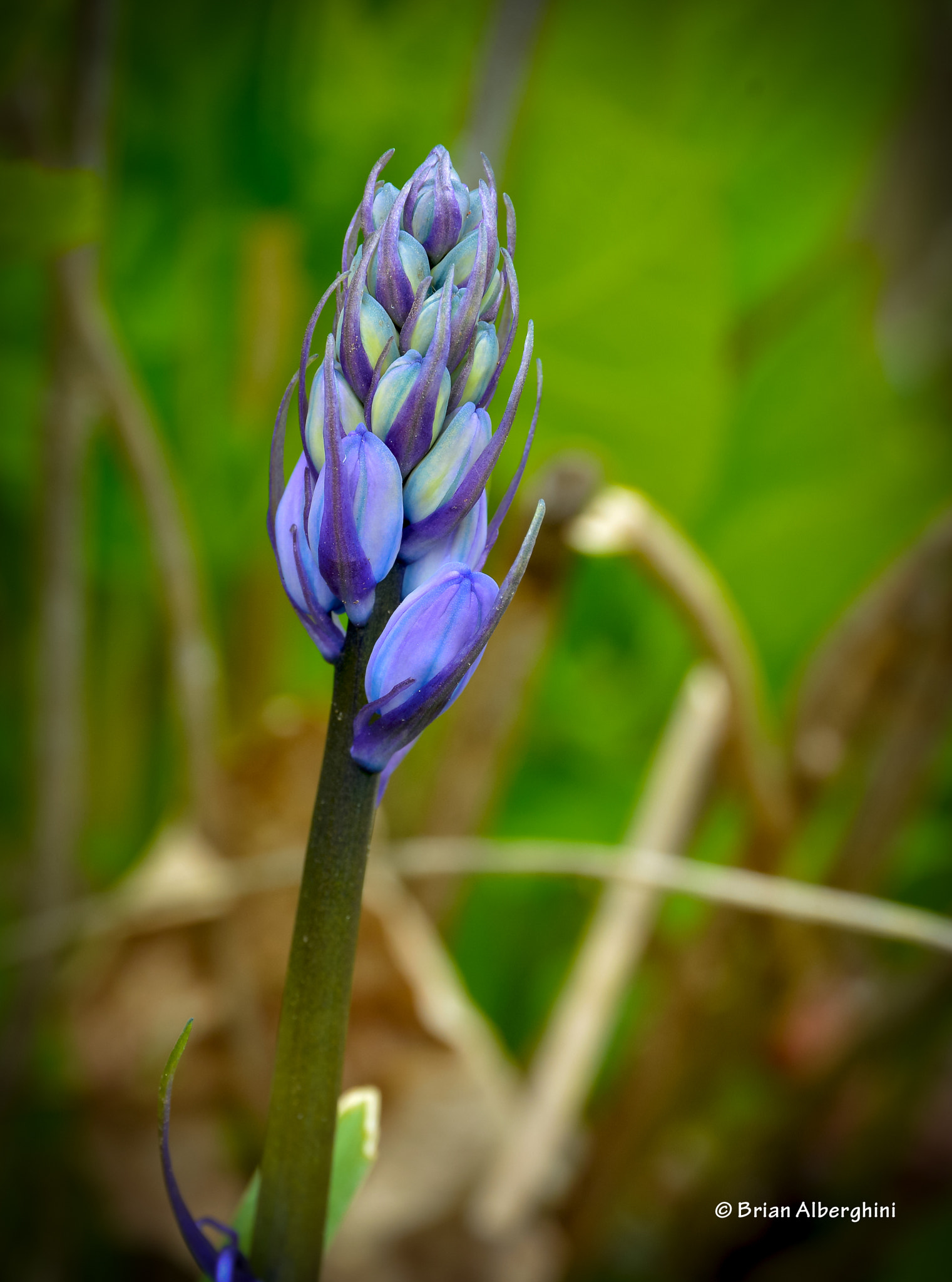 Nikon D7100 + Sigma 24-105mm F4 DG OS HSM Art sample photo. Grapehyacinth photography