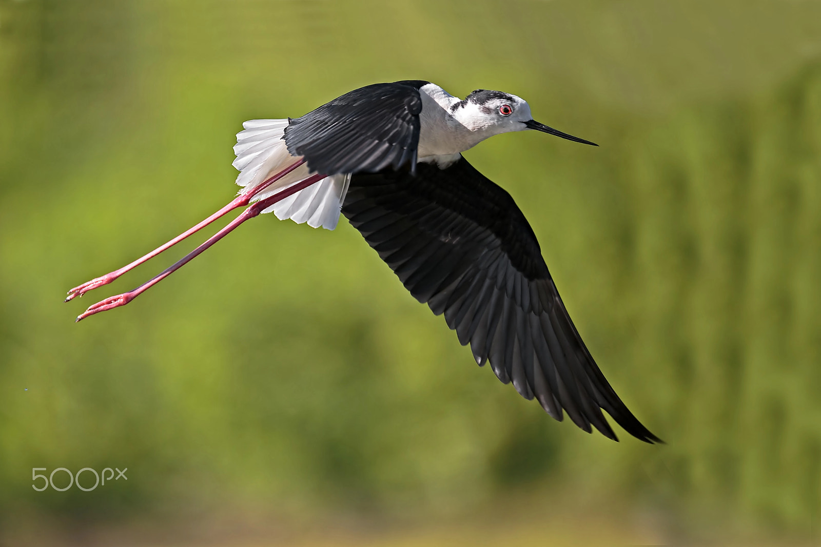 Sigma 150-600mm F5-6.3 DG OS HSM | C sample photo. Accoppiamento cavaliere d'italia photography