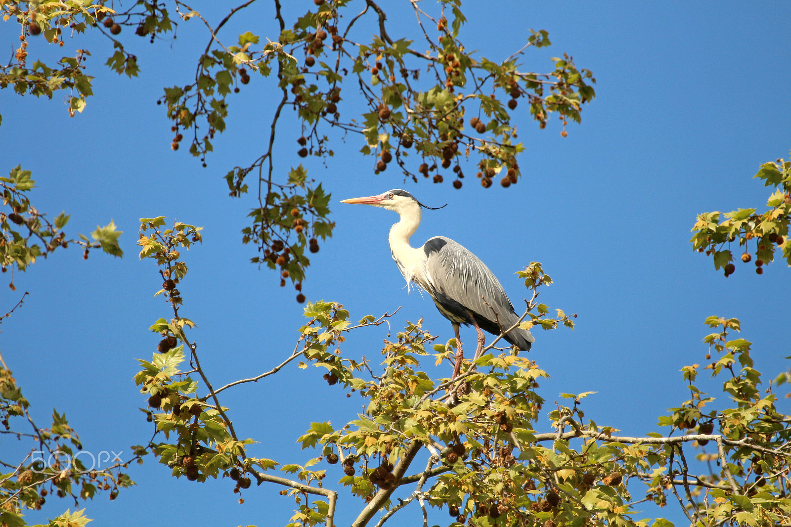 Canon EF 100-400mm F4.5-5.6L IS USM sample photo. Garza real photography