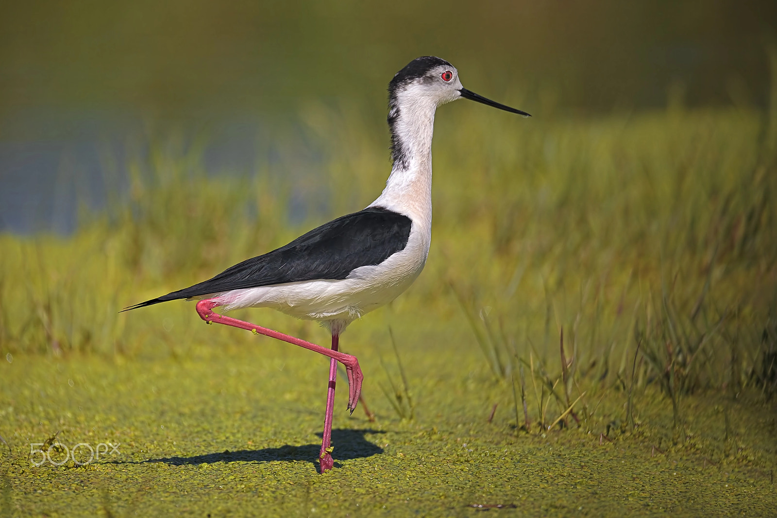 Sigma 150-600mm F5-6.3 DG OS HSM | C sample photo. Accoppiamento cavaliere d'italia photography