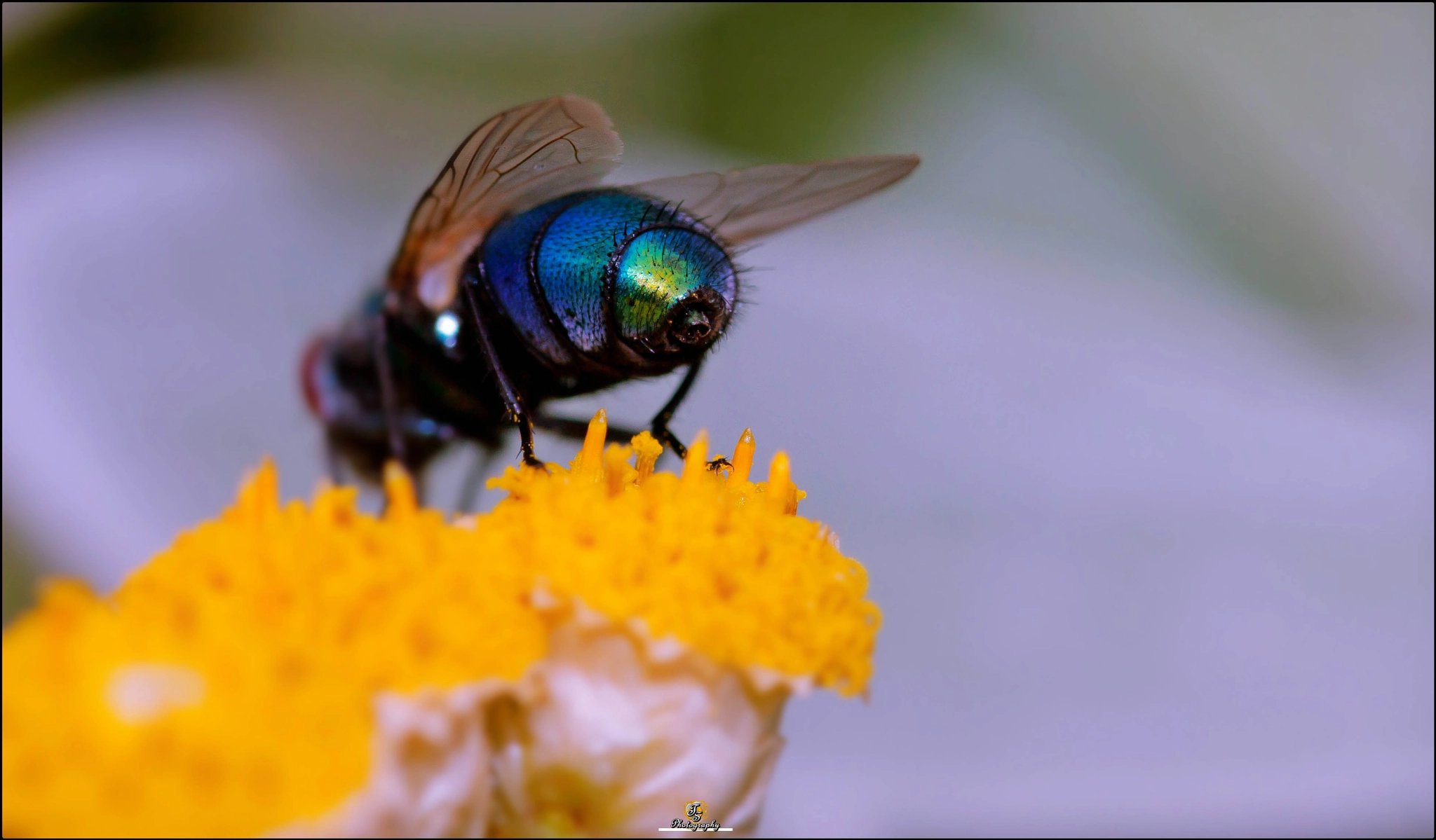 Sigma 105mm F2.8 EX DG OS HSM sample photo. Abujero del culo peludo photography