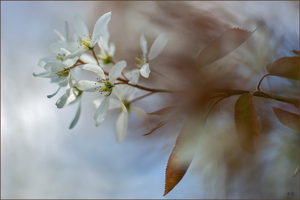 Sony a99 II + Minolta AF 100mm F2.8 Macro [New] sample photo. Blossom of the avelanchier photography