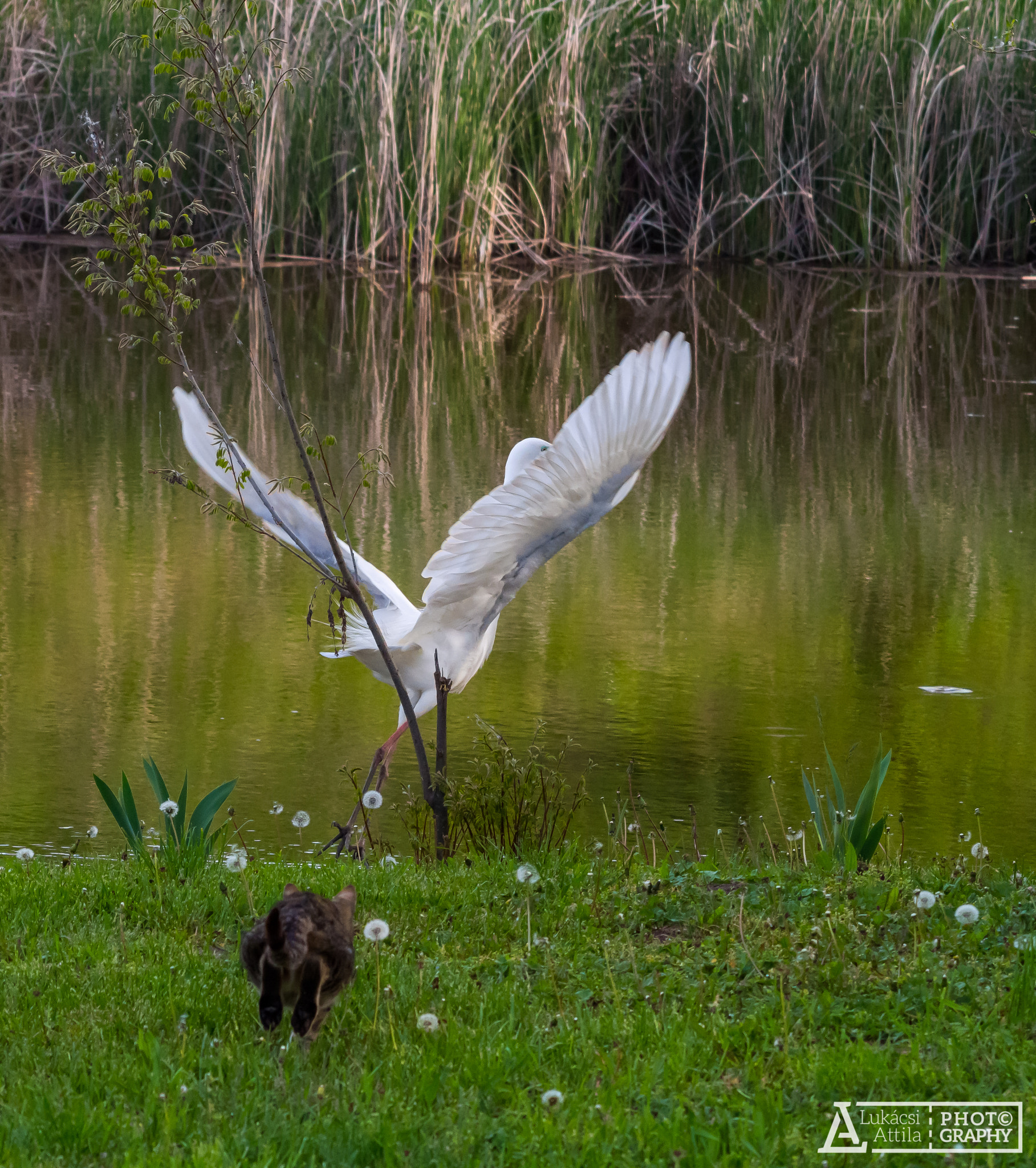 Olympus Zuiko Digital ED 70-300mm F4.0-5.6 sample photo. I catch you! photography