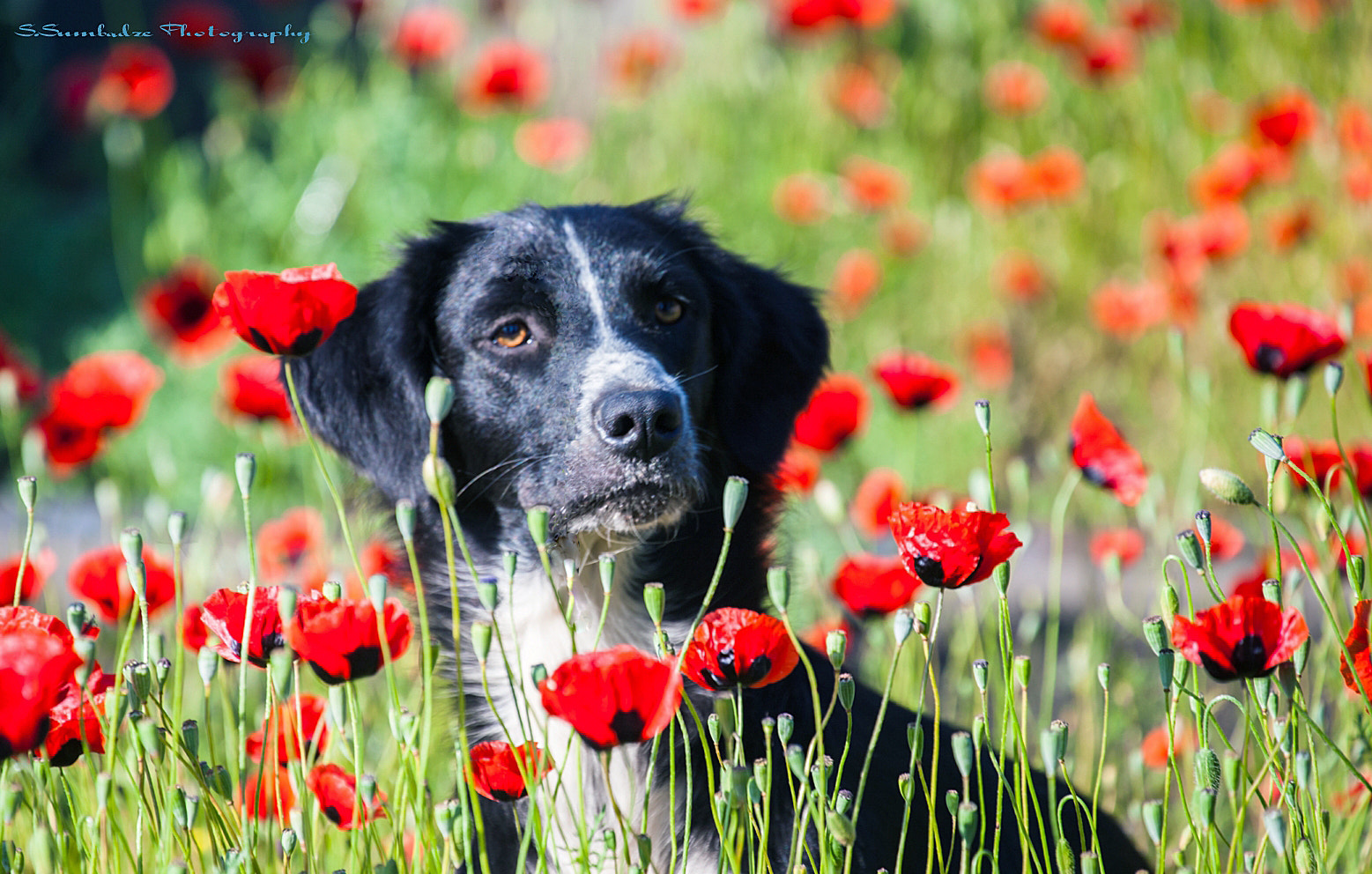 Canon EOS-1Ds Mark III sample photo. Dog, poppy photography