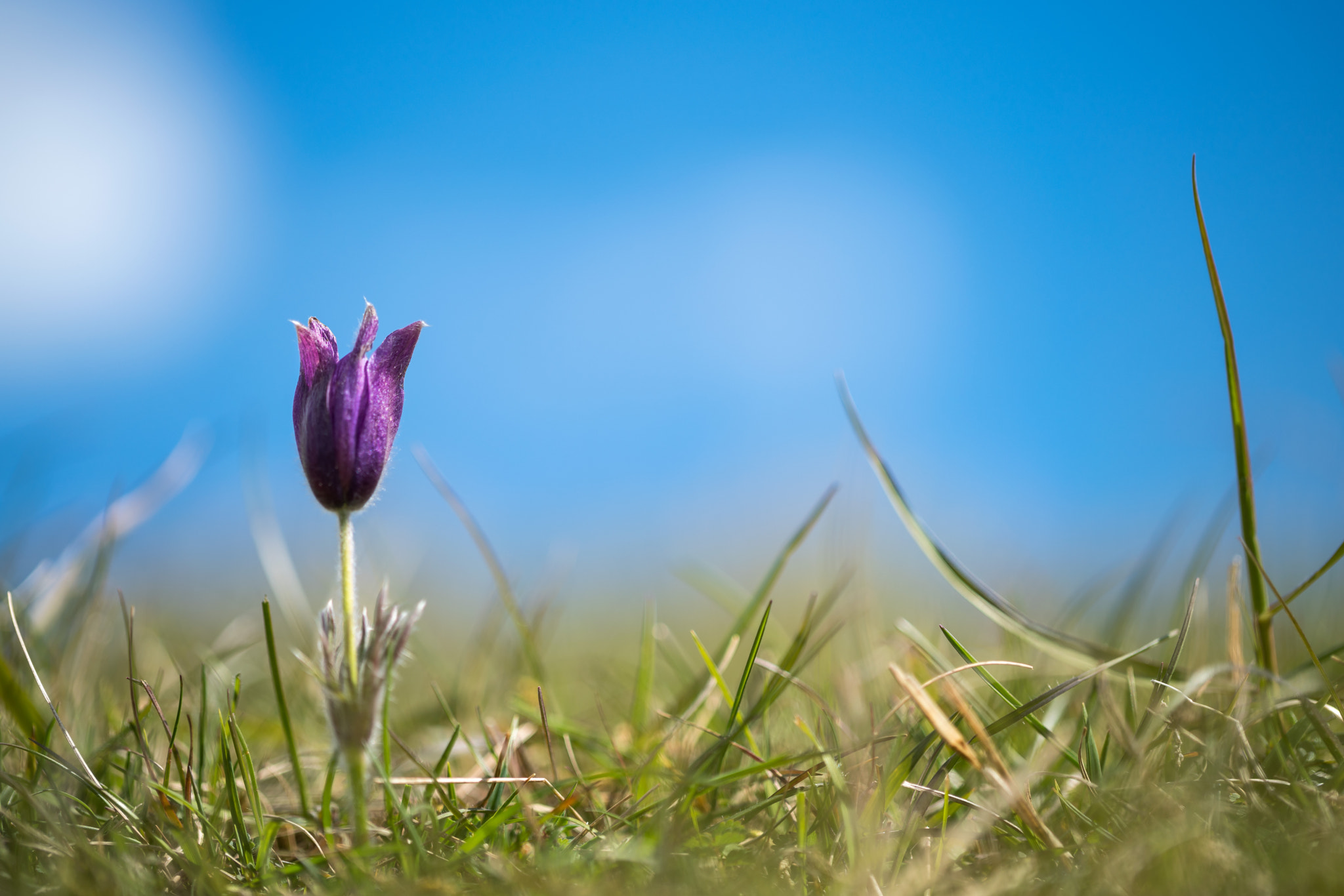Sony a7R II + Canon EF 100mm F2.8L Macro IS USM sample photo. Pasqueflower all alone photography