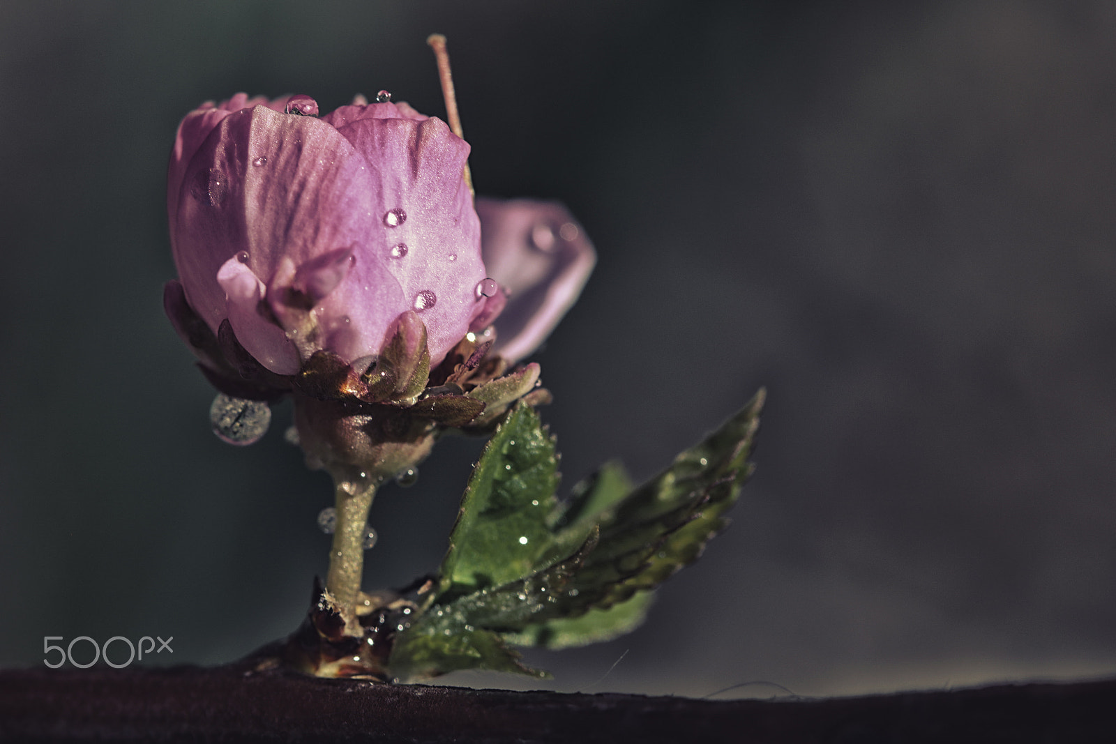 Canon EF 100mm F2.8 Macro USM sample photo. Rain falls with the darkness photography