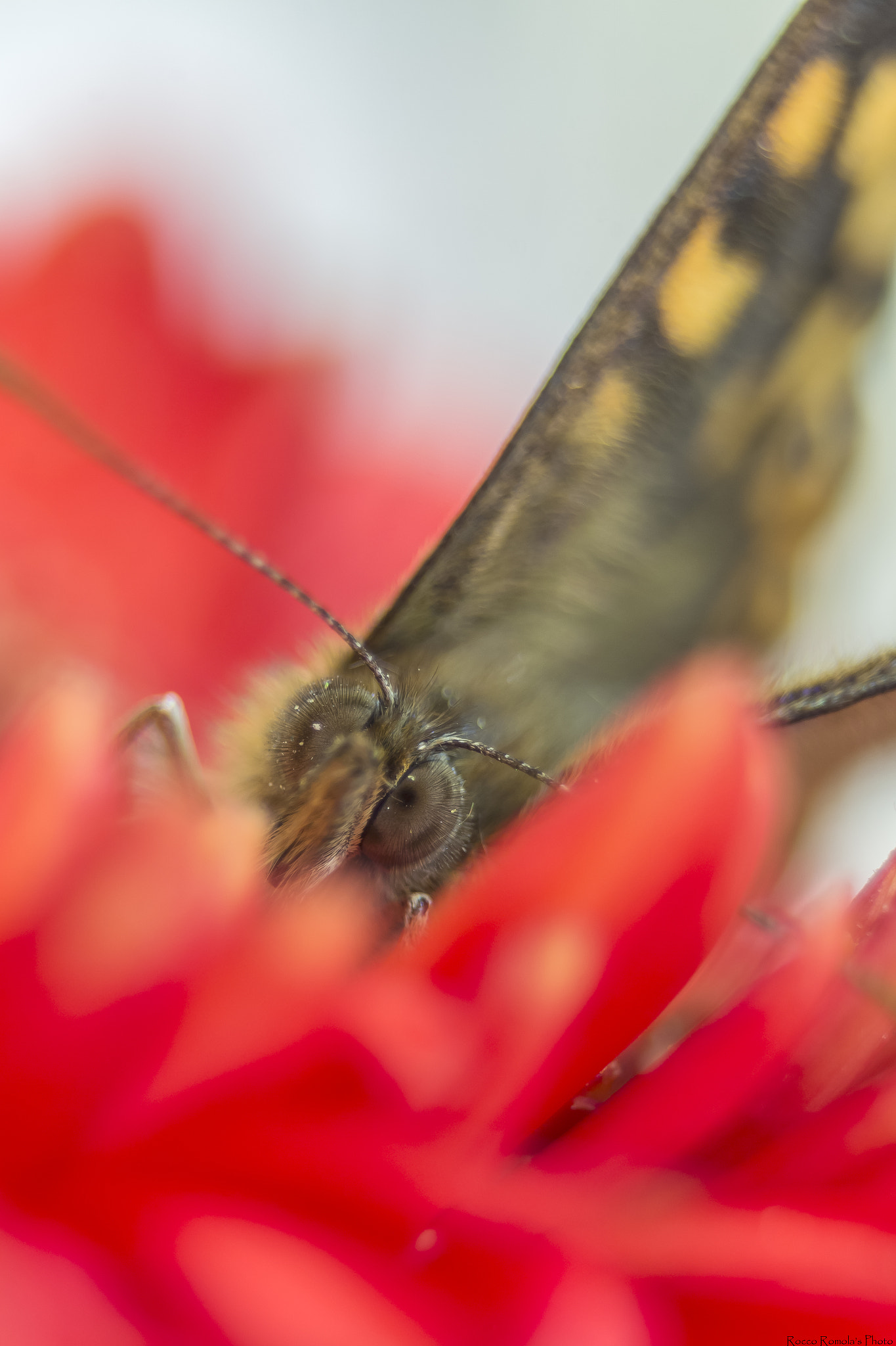 Canon EF-S 18-55mm F3.5-5.6 sample photo. Brutta...come una farfalla photography