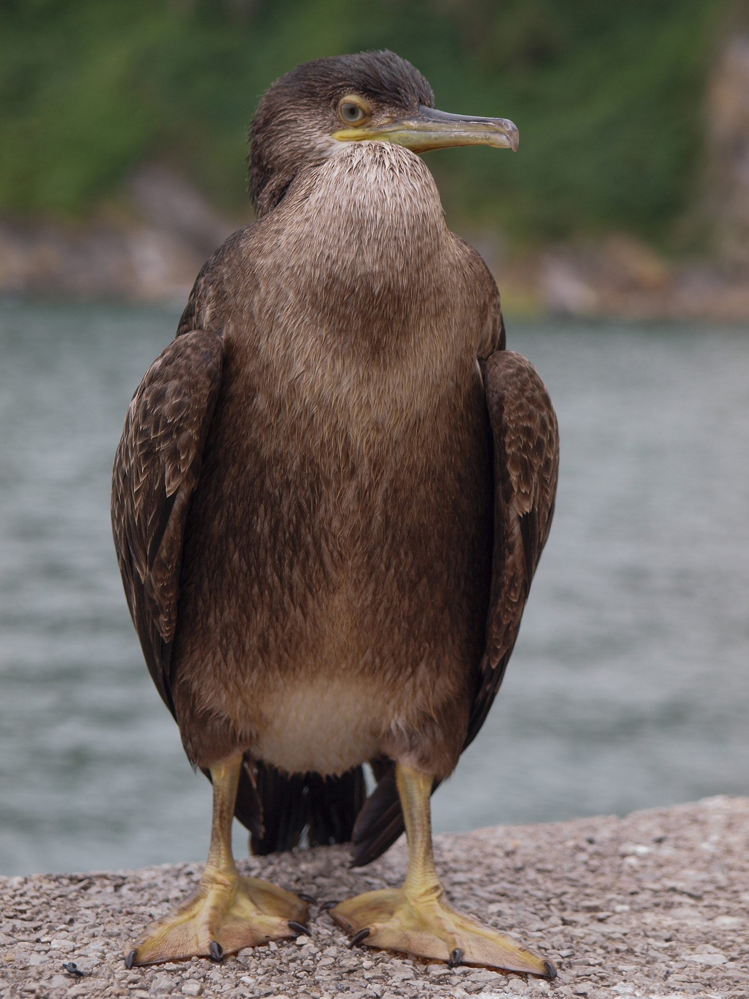 Olympus E-30 + Olympus Zuiko Digital 14-54mm F2.8-3.5 II sample photo. Cormorant in puerto de tazones_asturias photography