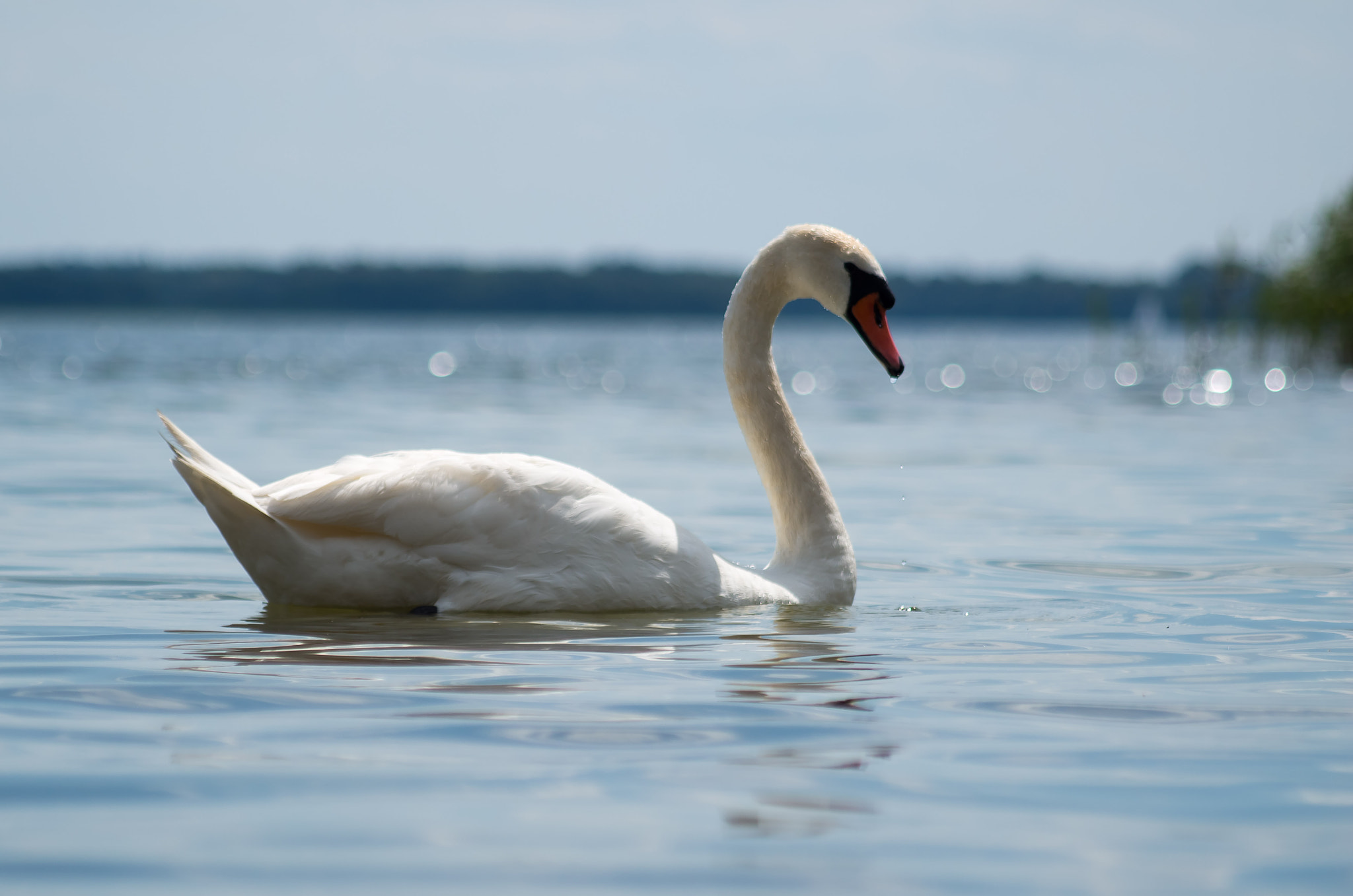 Pentax K-50 + smc PENTAX-F 70-210mm F4-5.6 sample photo. Swan photography