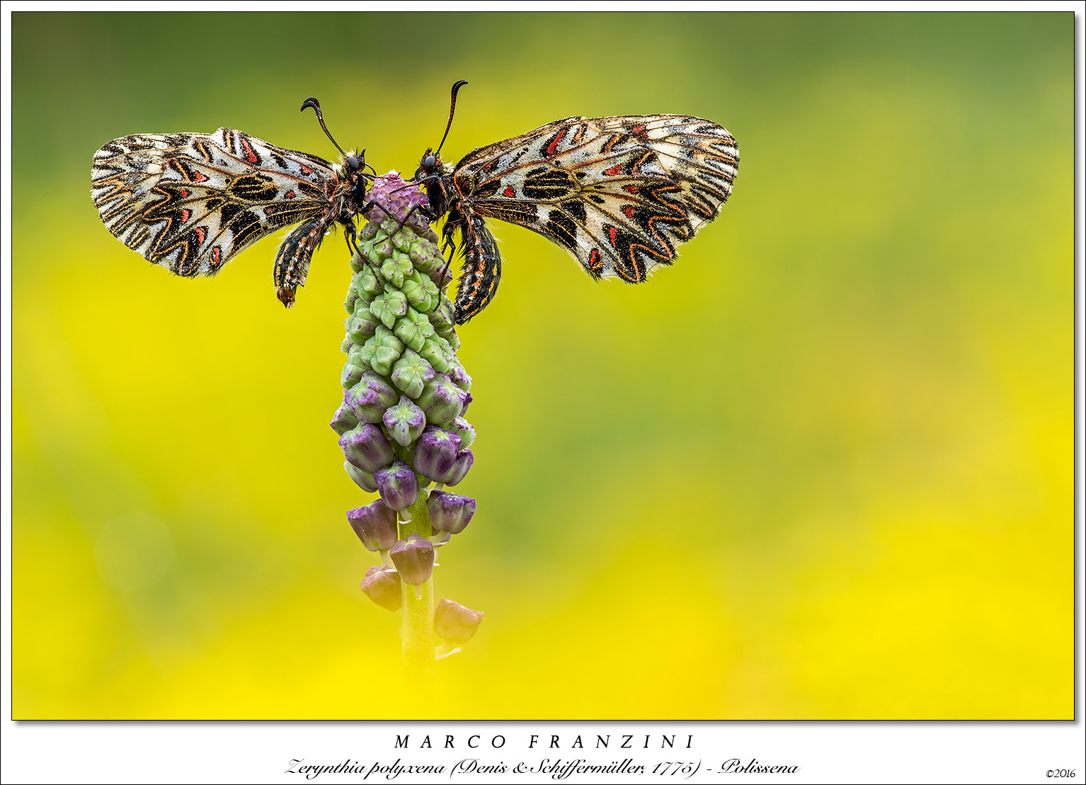 Canon EF 180mm F3.5L Macro USM sample photo. Rural beauty photography