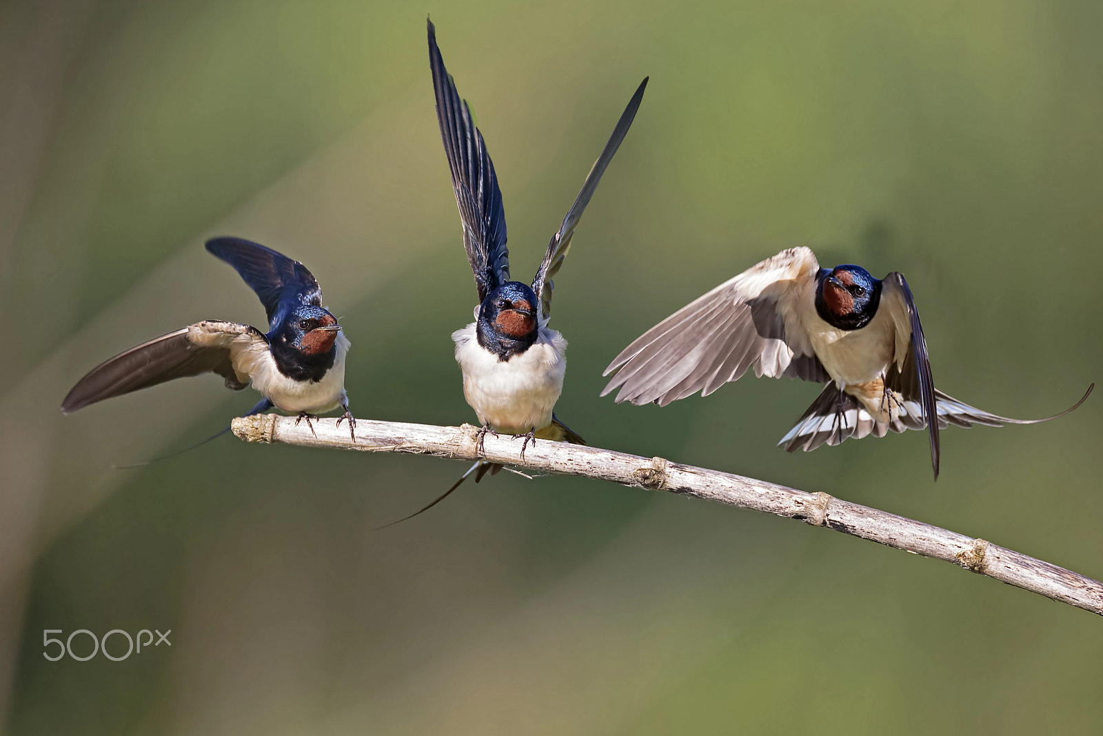 Sigma 150-600mm F5-6.3 DG OS HSM | C sample photo. Rondini photography