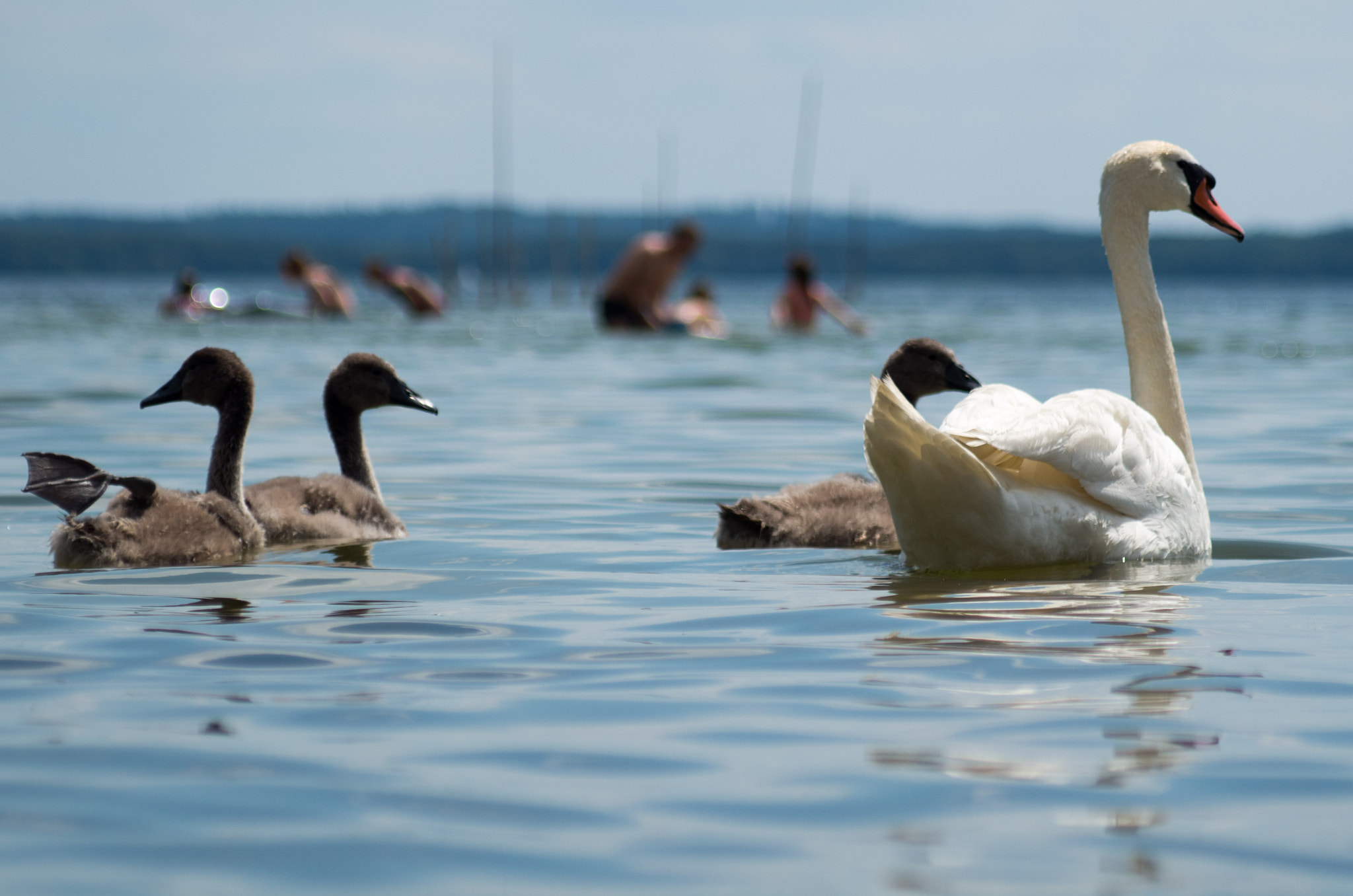 smc PENTAX-F 70-210mm F4-5.6 sample photo. Dargin lake masurian poland photography