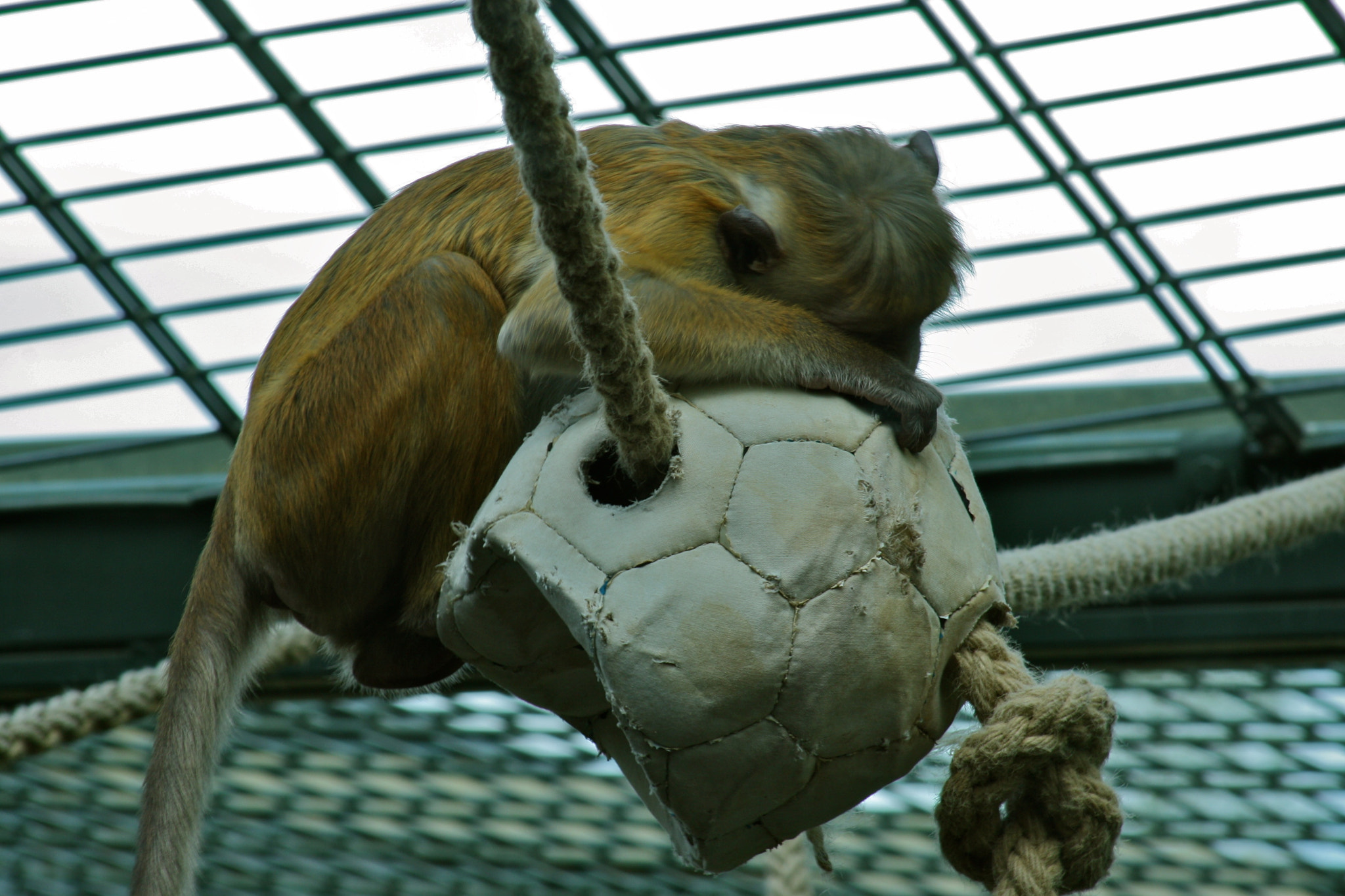 Canon EF 75-300mm f/4-5.6 USM sample photo. Zoologischer garten berlin photography