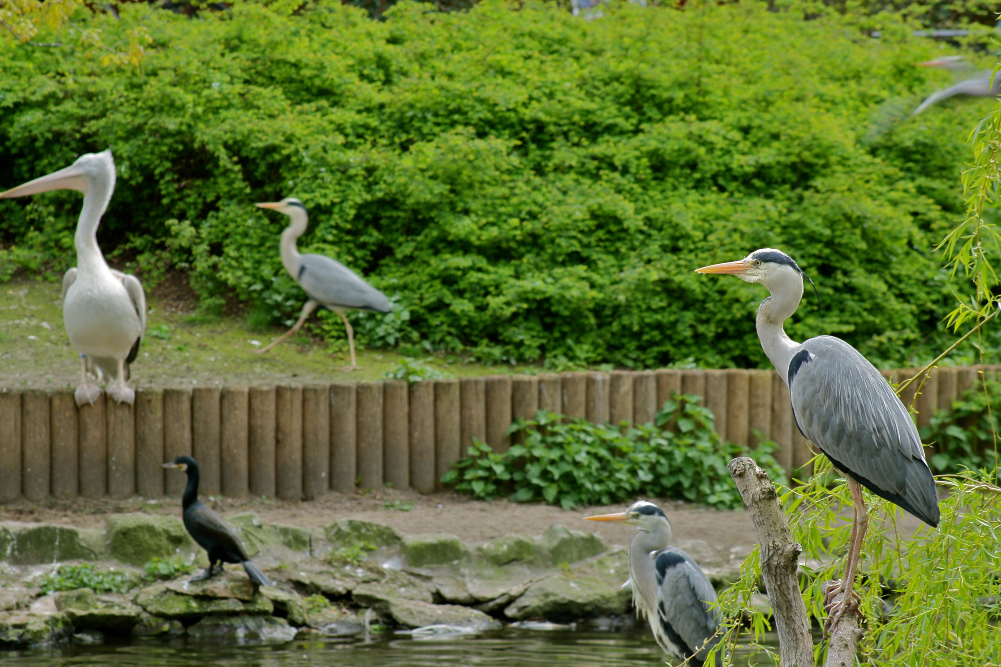 Canon EOS 1000D (EOS Digital Rebel XS / EOS Kiss F) + Canon EF 75-300mm f/4-5.6 USM sample photo. Zoologischer garten berlin photography