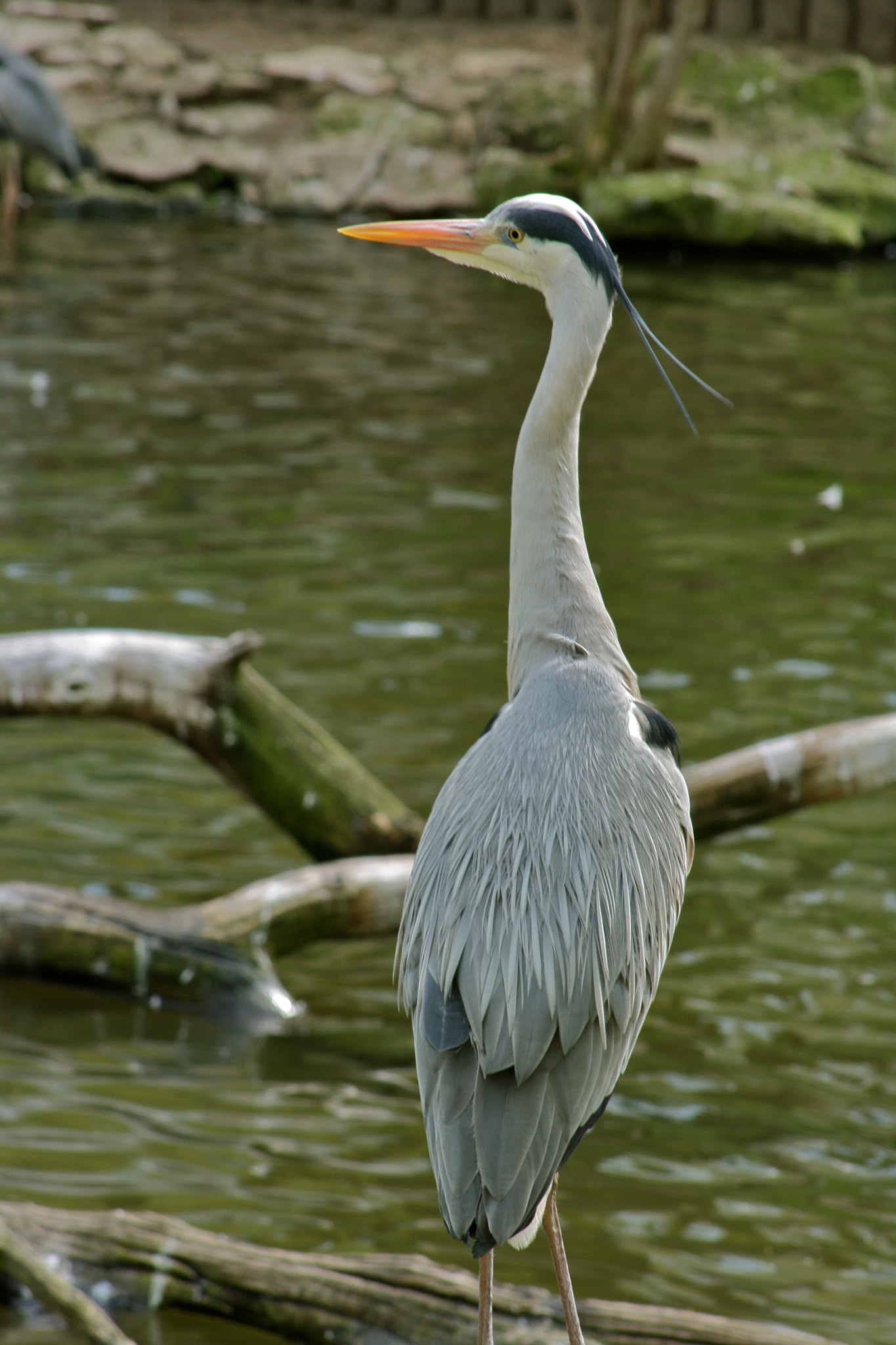 Canon EF 75-300mm f/4-5.6 USM sample photo. Zoologischer garten berlin photography
