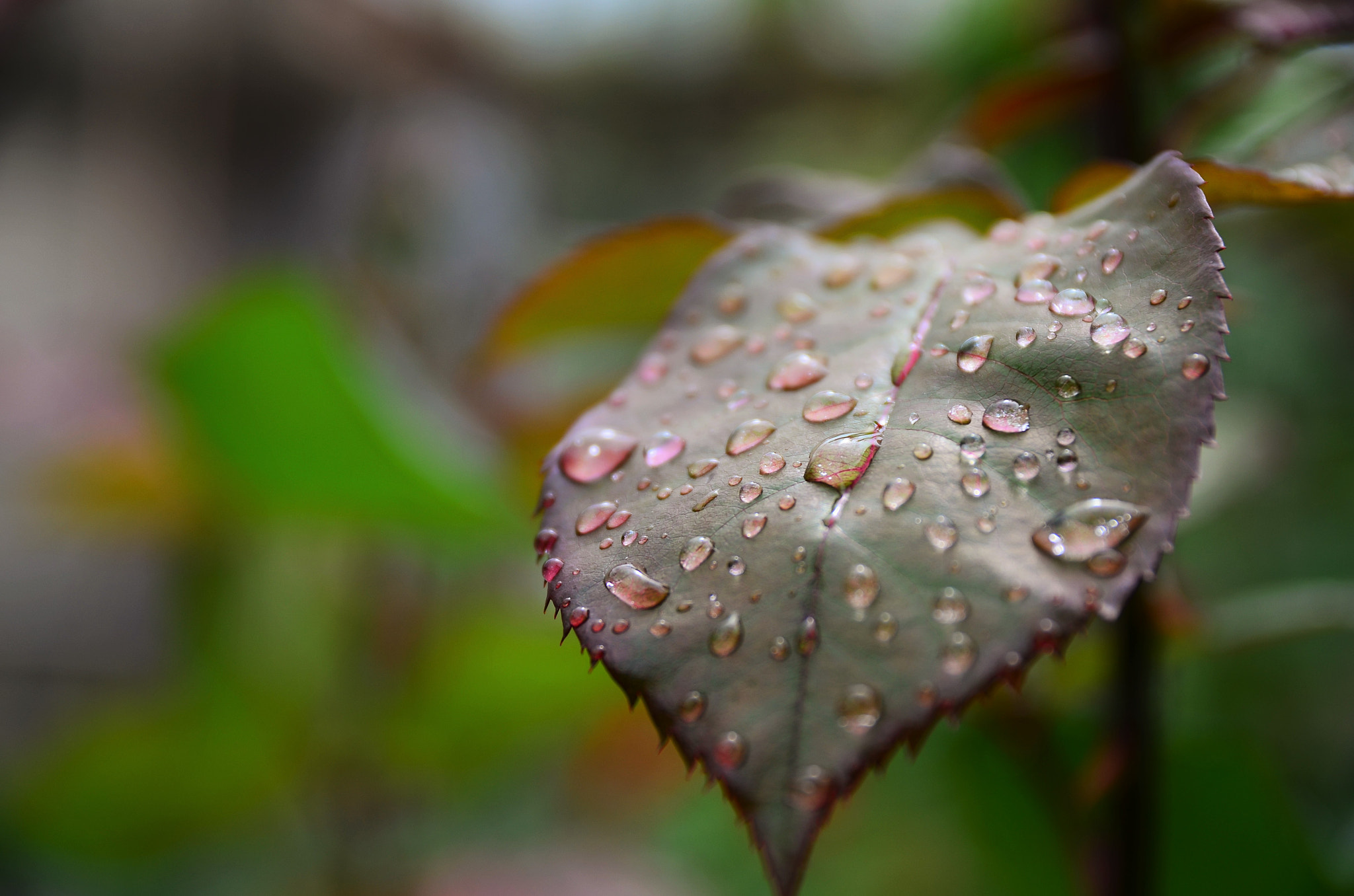 Nikon D5100 + Sigma 17-70mm F2.8-4 DC Macro OS HSM | C sample photo. Evidence of the rain photography