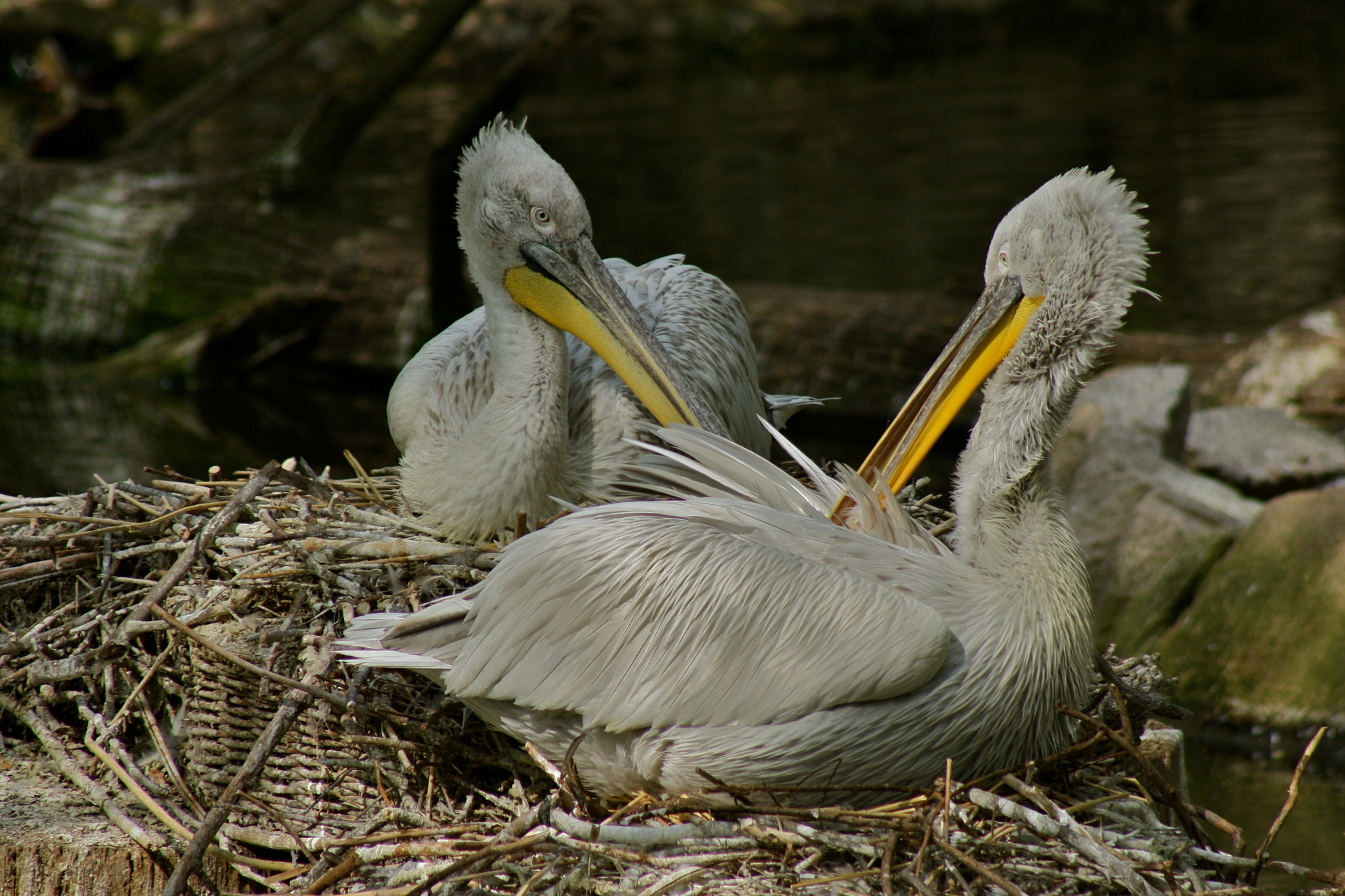 Canon EF 75-300mm f/4-5.6 USM sample photo. Zoologischer garten berlin photography