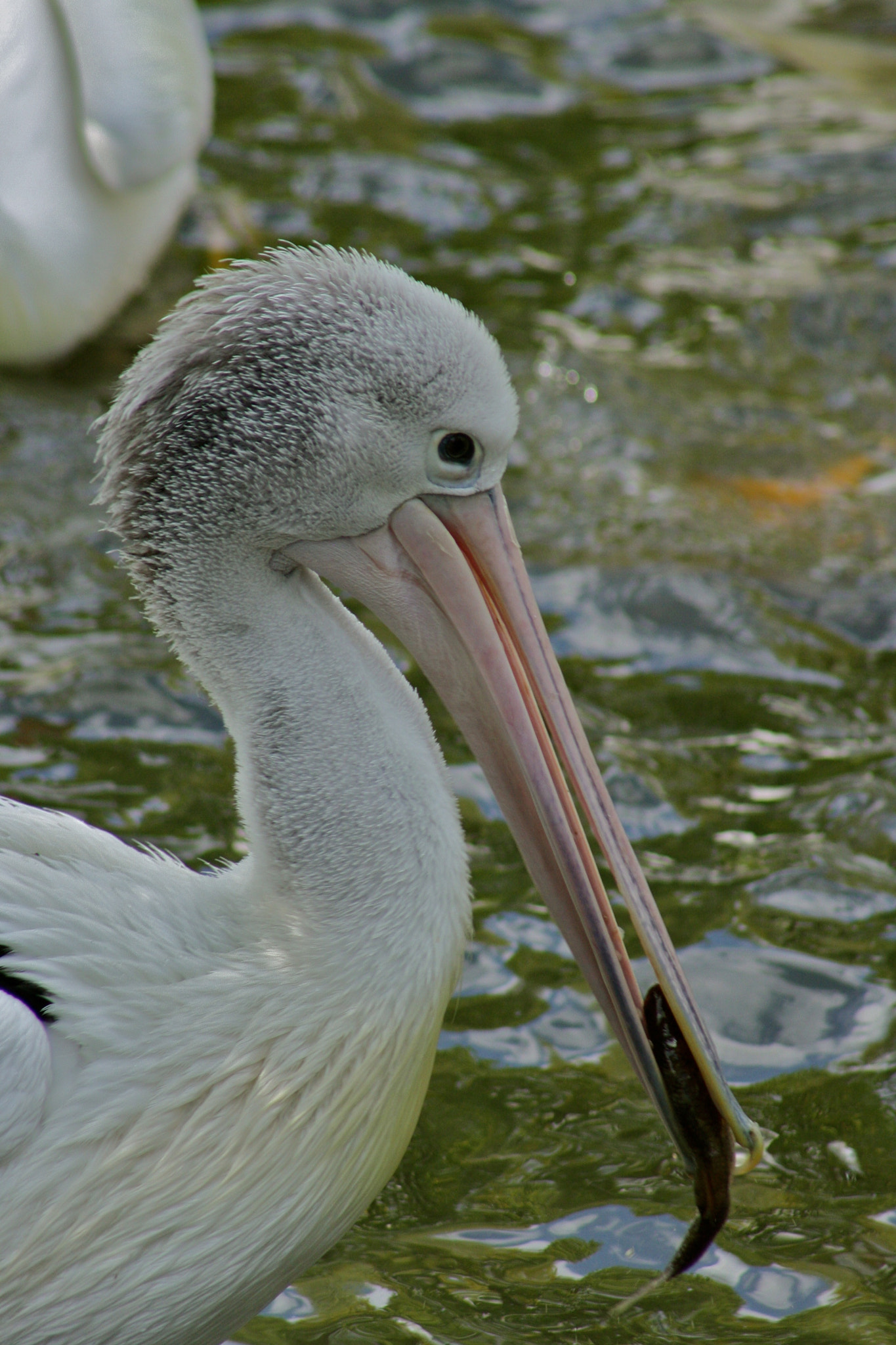 Canon EF 75-300mm f/4-5.6 USM sample photo. Zoologischer garten berlin photography