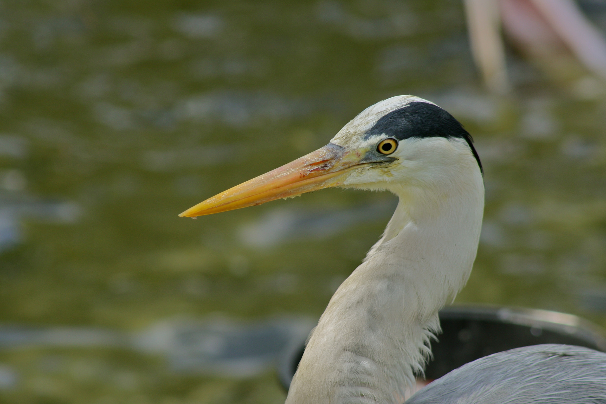 Canon EF 75-300mm f/4-5.6 USM sample photo. Zoologischer garten berlin photography