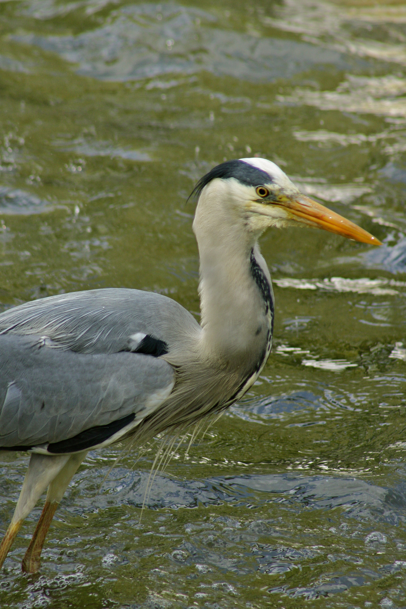 Canon EF 75-300mm f/4-5.6 USM sample photo. Zoologischer garten berlin photography