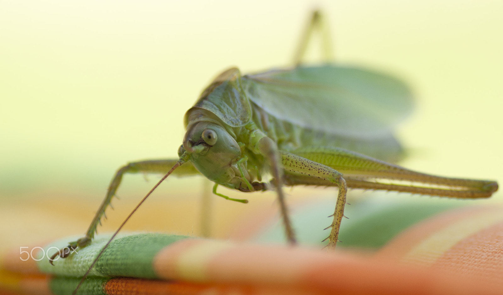 Nikon D300S sample photo. Grasshopper photography