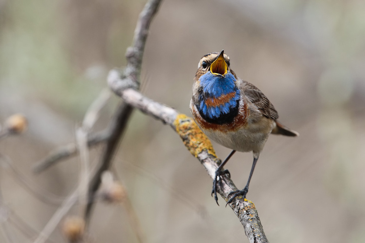 Canon EF 300mm F2.8L IS II USM sample photo. Bluethroat photography