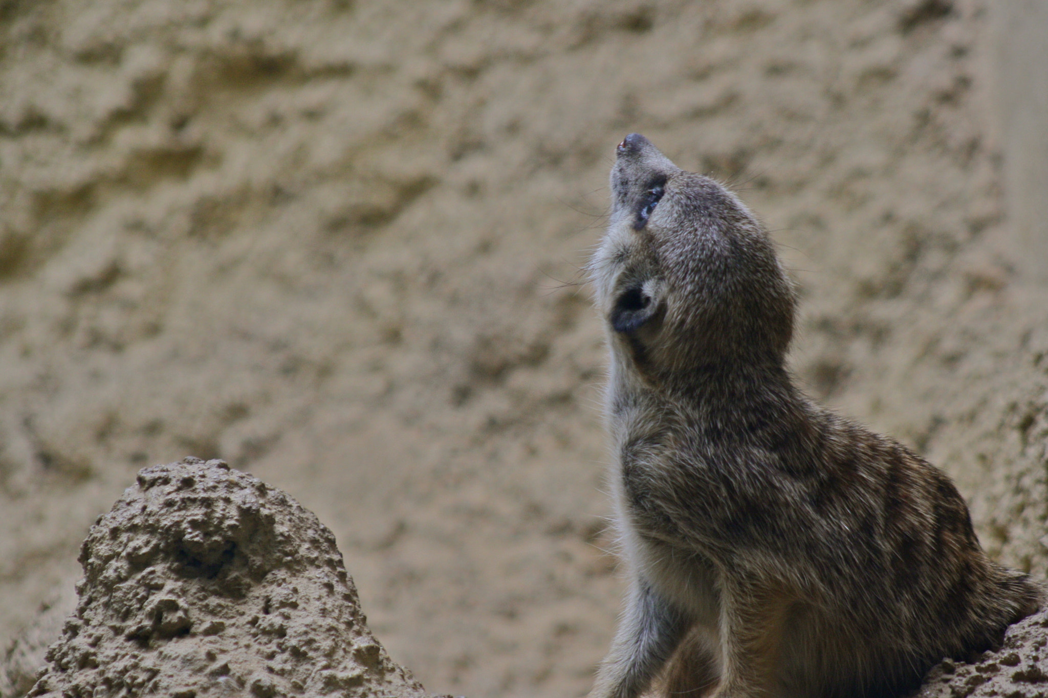 Canon EF 75-300mm f/4-5.6 USM sample photo. Zoologischer garten berlin photography