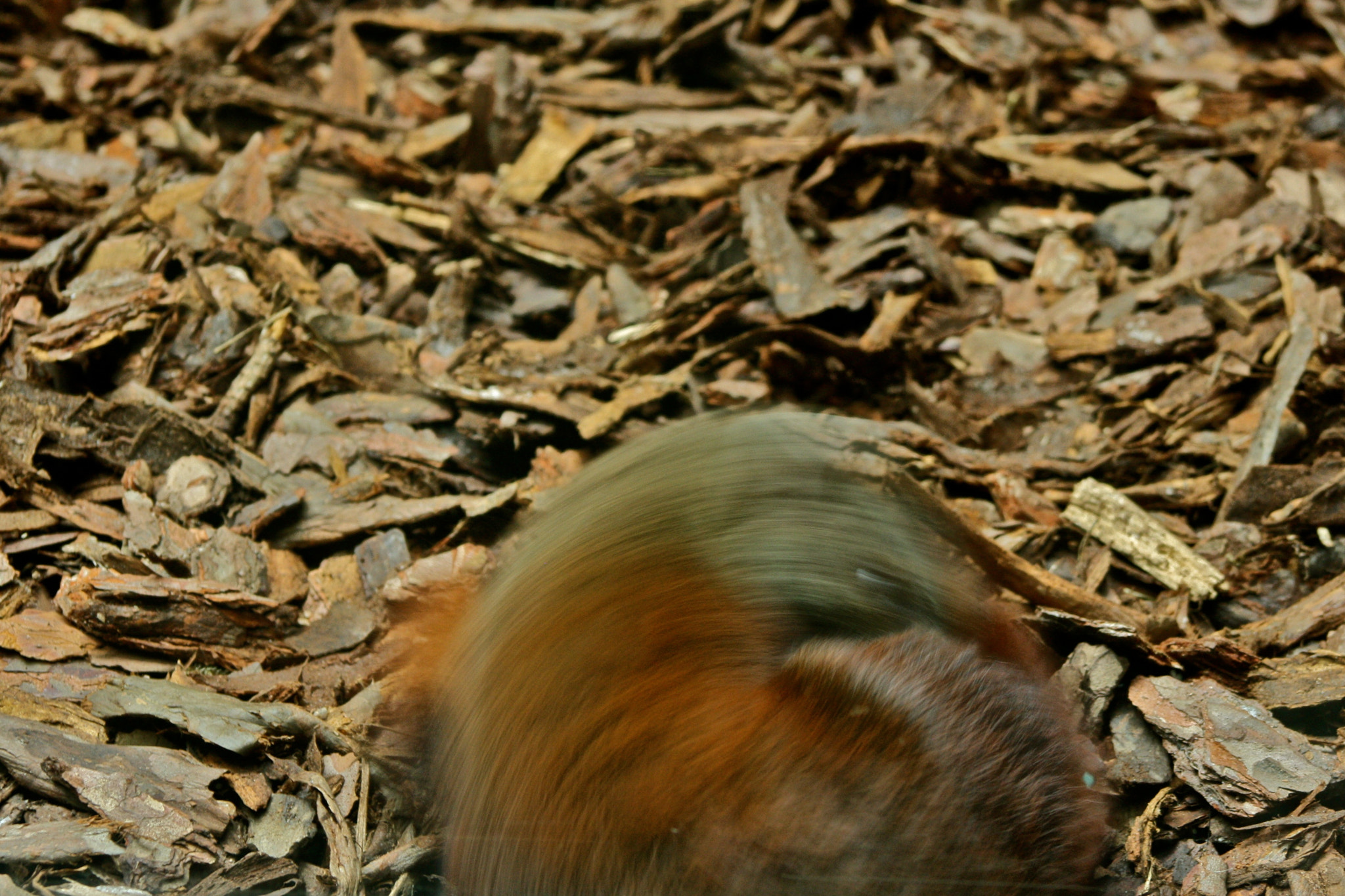 Canon EF 75-300mm f/4-5.6 USM sample photo. Zoologischer garten berlin photography