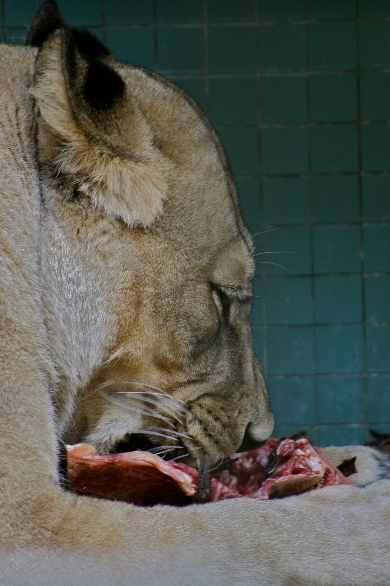 Canon EF 75-300mm f/4-5.6 USM sample photo. Zoologischer garten berlin photography