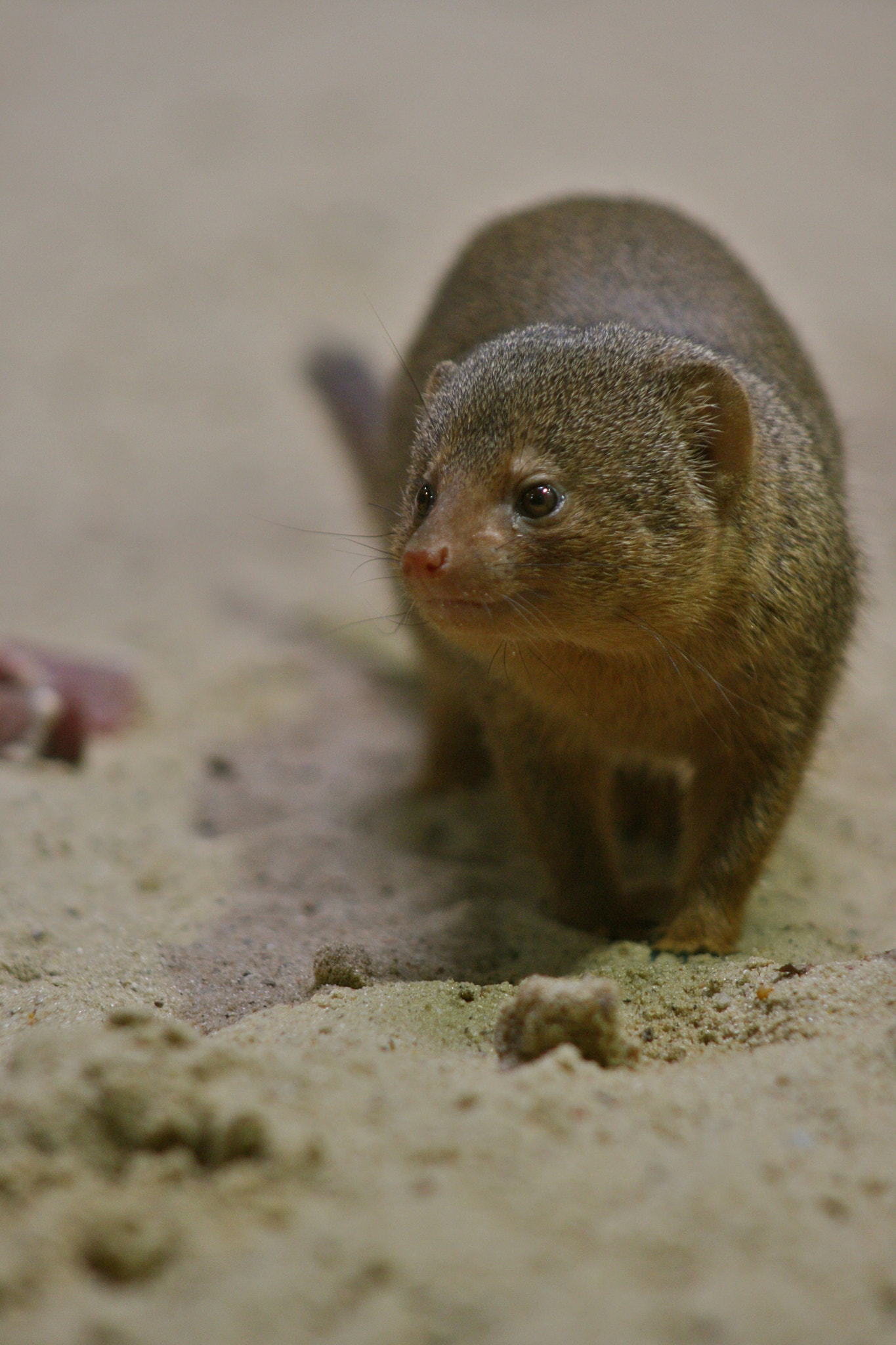 Canon EF 75-300mm f/4-5.6 USM sample photo. Zoologischer garten berlin photography