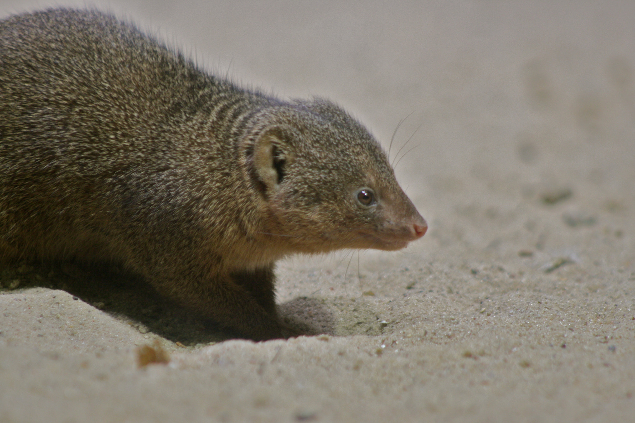 Canon EF 75-300mm f/4-5.6 USM sample photo. Zoologischer garten berlin photography